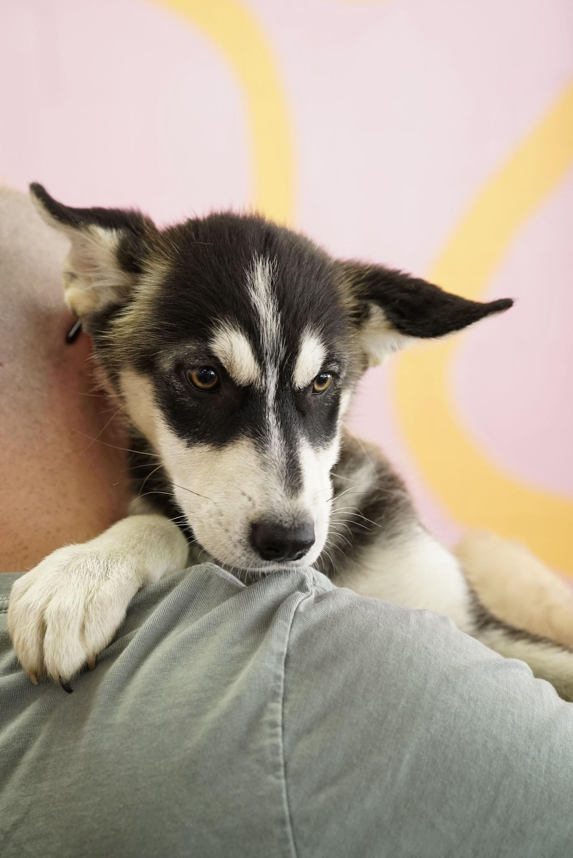 Velma, a Adoptable Husky in Pasadena, CA image 2/4