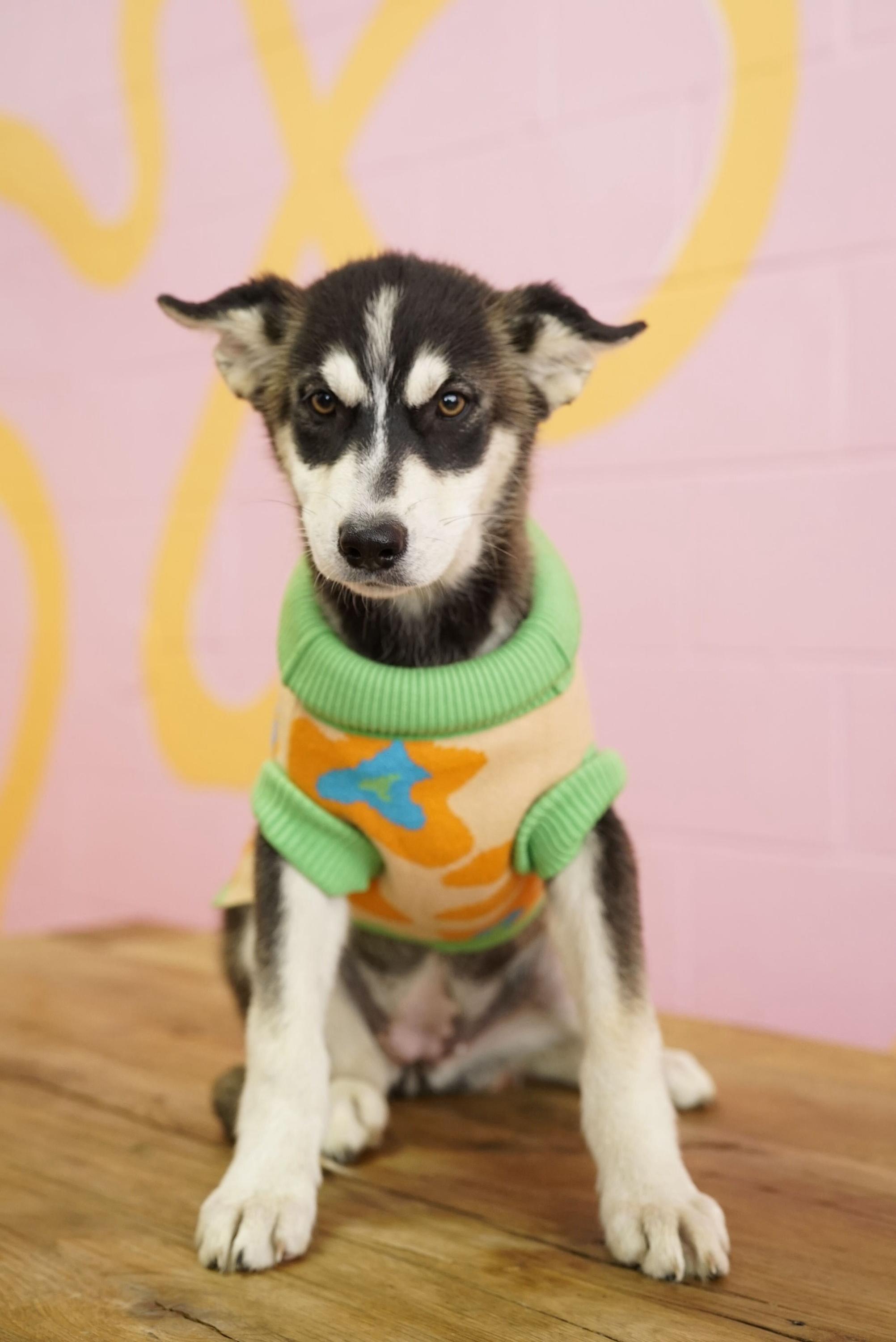 Velma, a Adoptable Husky in Pasadena, CA image 3/4