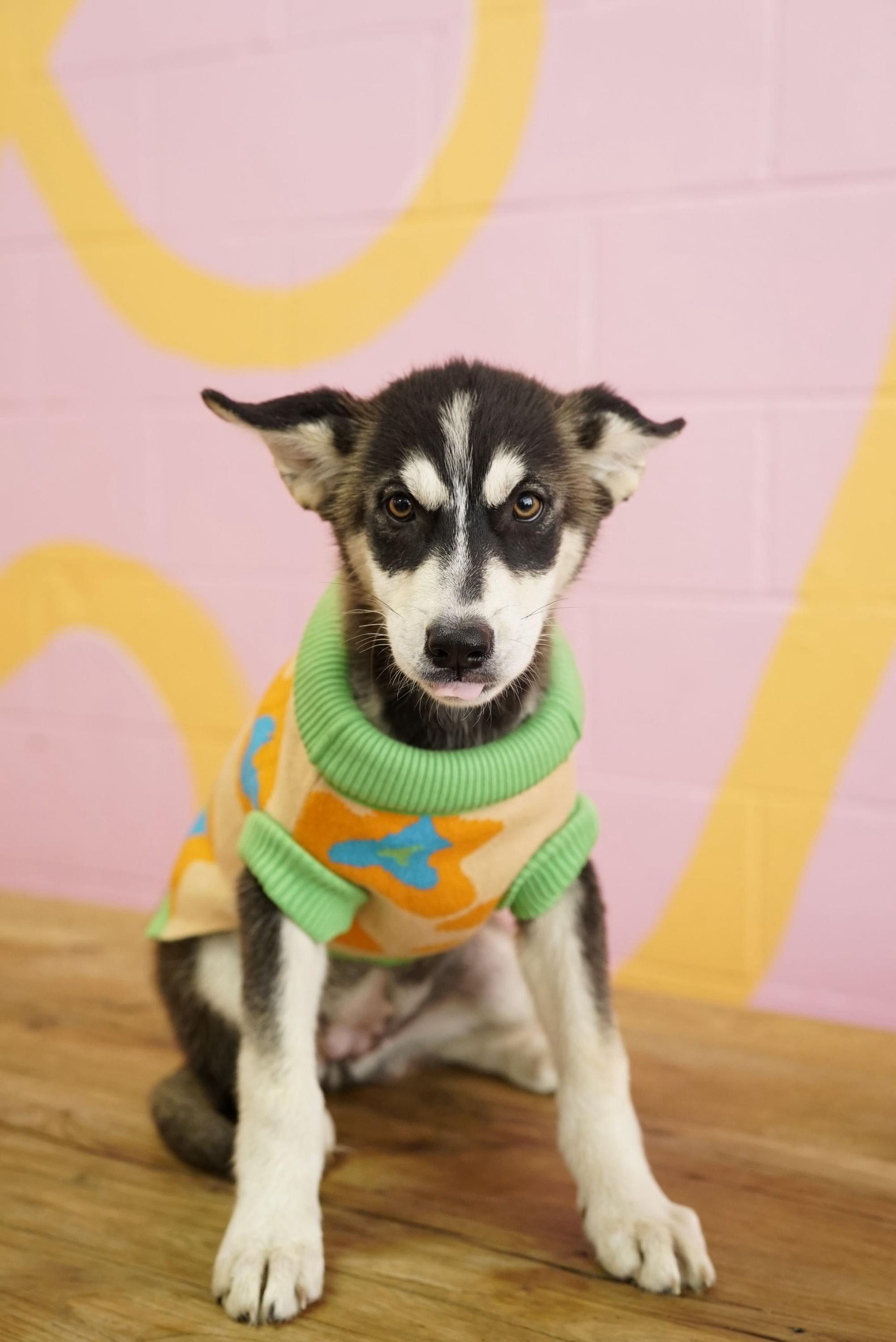 Velma, a Adoptable Husky in Pasadena, CA image 4/4