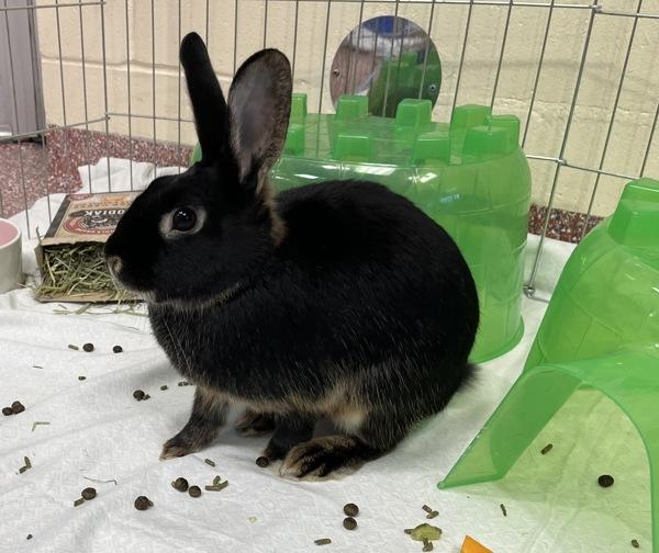 Enlarge Cashew - Companion To Hazelnut, a Adoptable mixed breed in Stratham, NH image 1/1