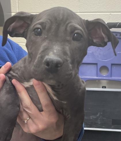 Toothbrush, Adoptable, Puppy Female American Bulldog & Mixed Breed.