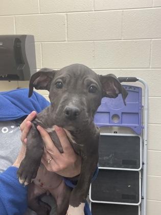 Enlarge Toothbrush, a Adoptable mixed breed in Detroit, MI image 2/2