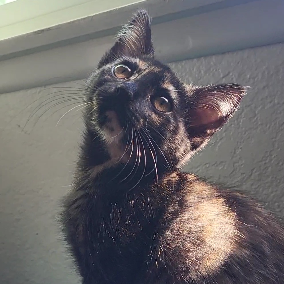 Holly