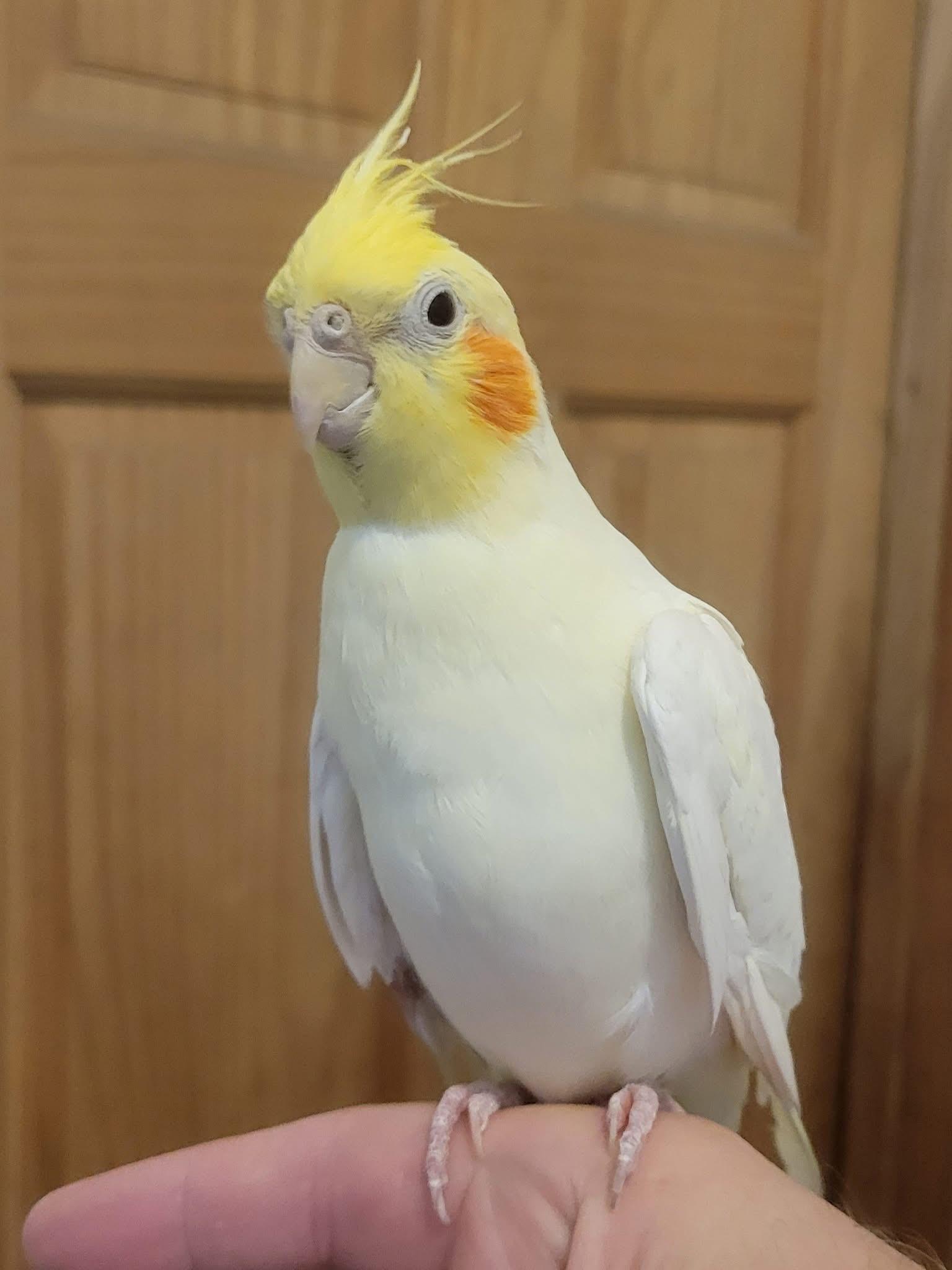 Bianca and Bowen, Adult Female Cockatiel