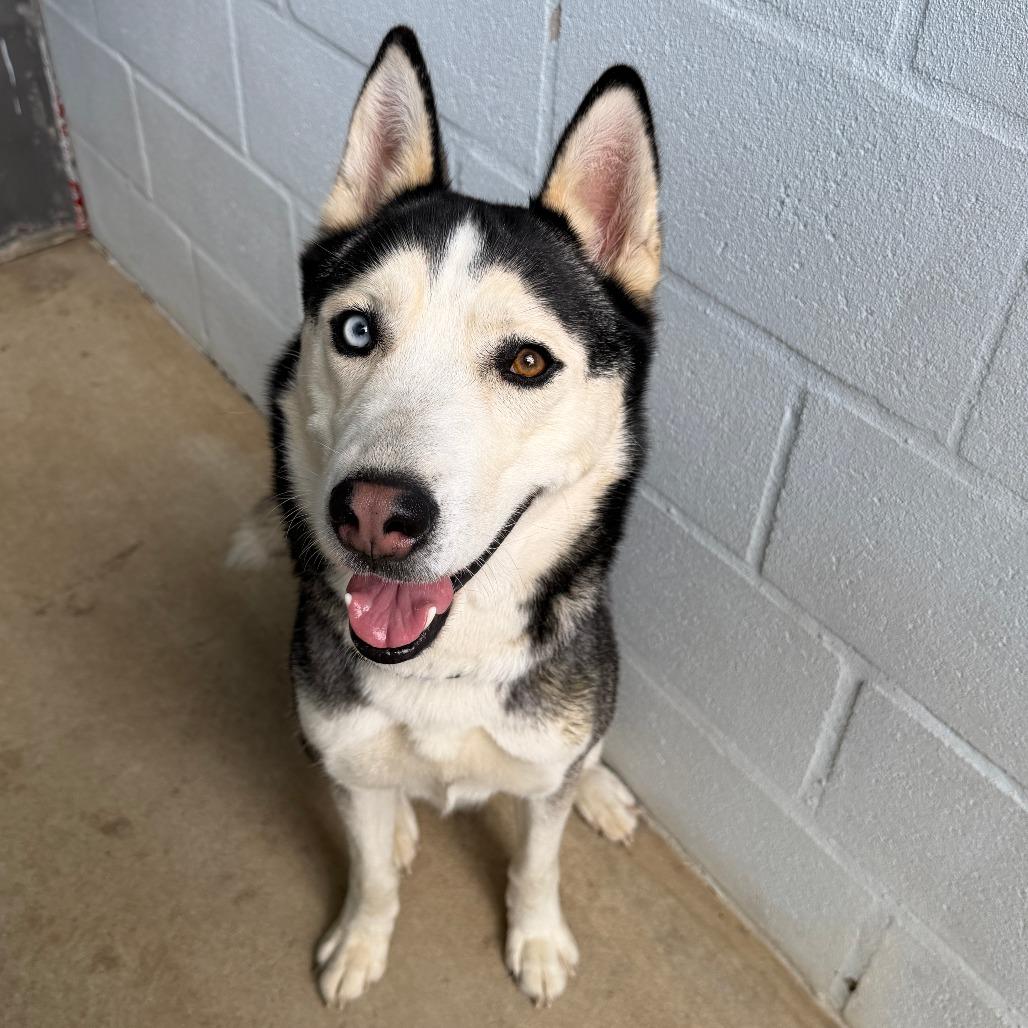Yukon, Adoptable, Adult Male Alaskan Malamute.