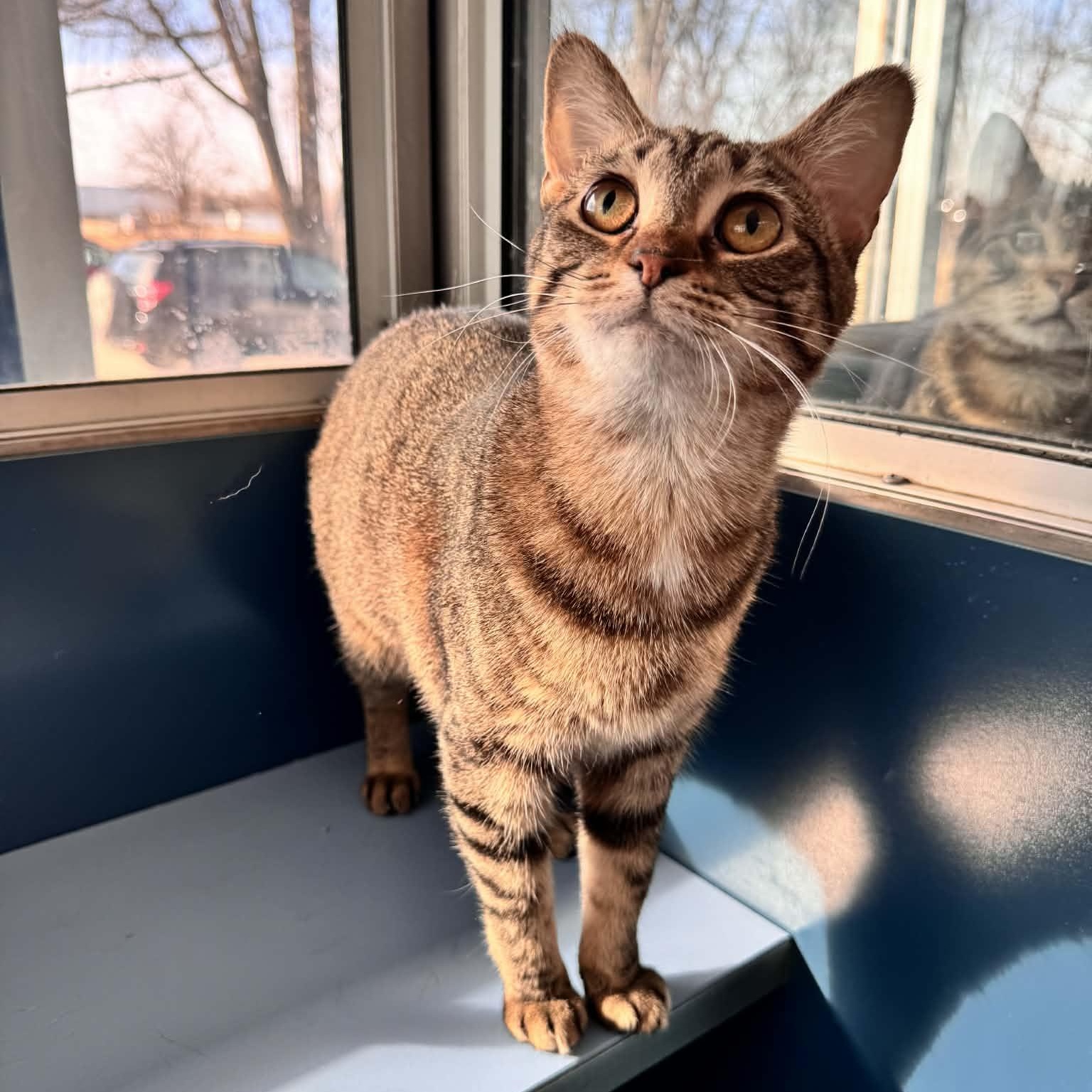 Enlarge Caraway, a Adoptable Domestic Short Hair in Waterloo, IA image 1/6