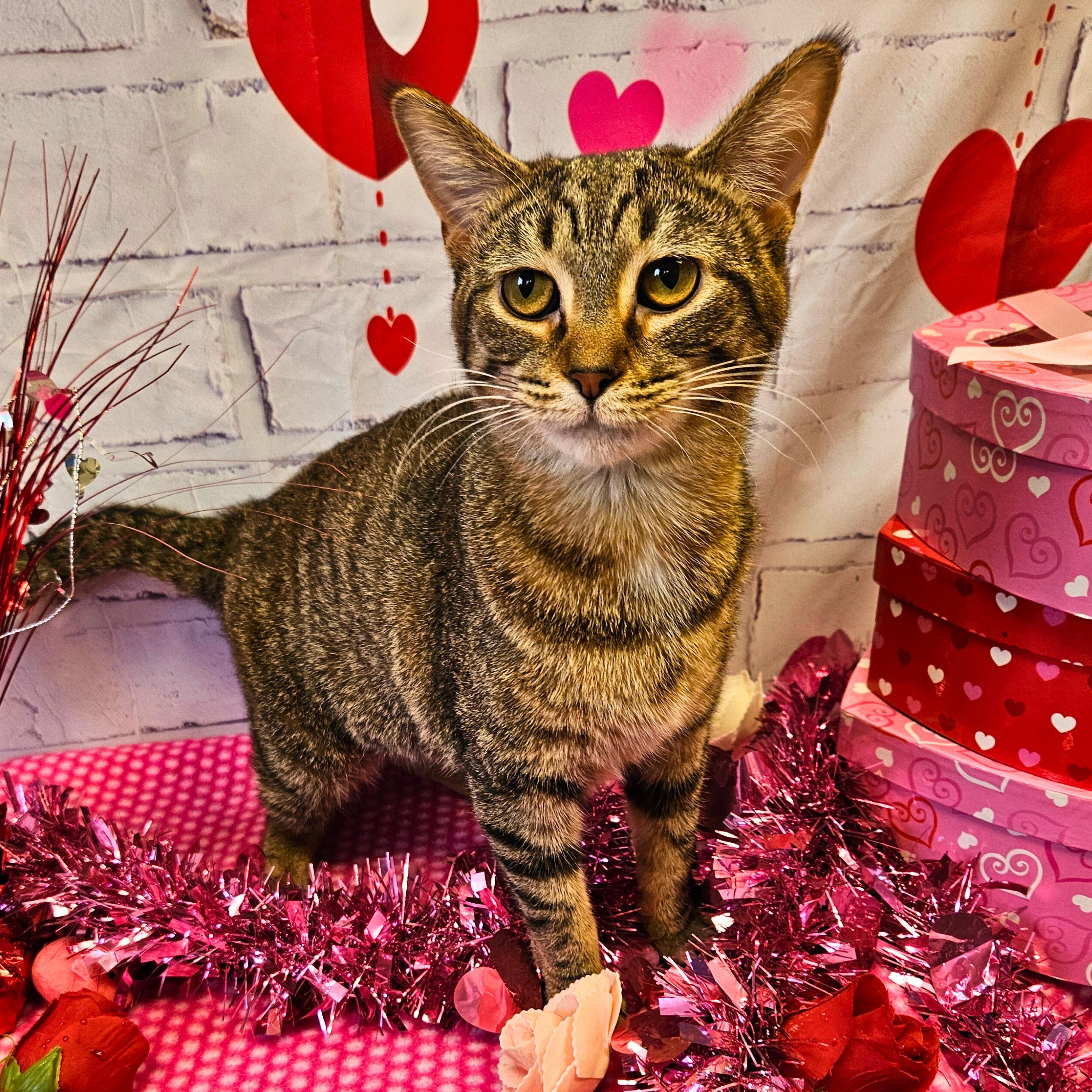 Caraway, Adoptable, Young Female Domestic Short Hair.