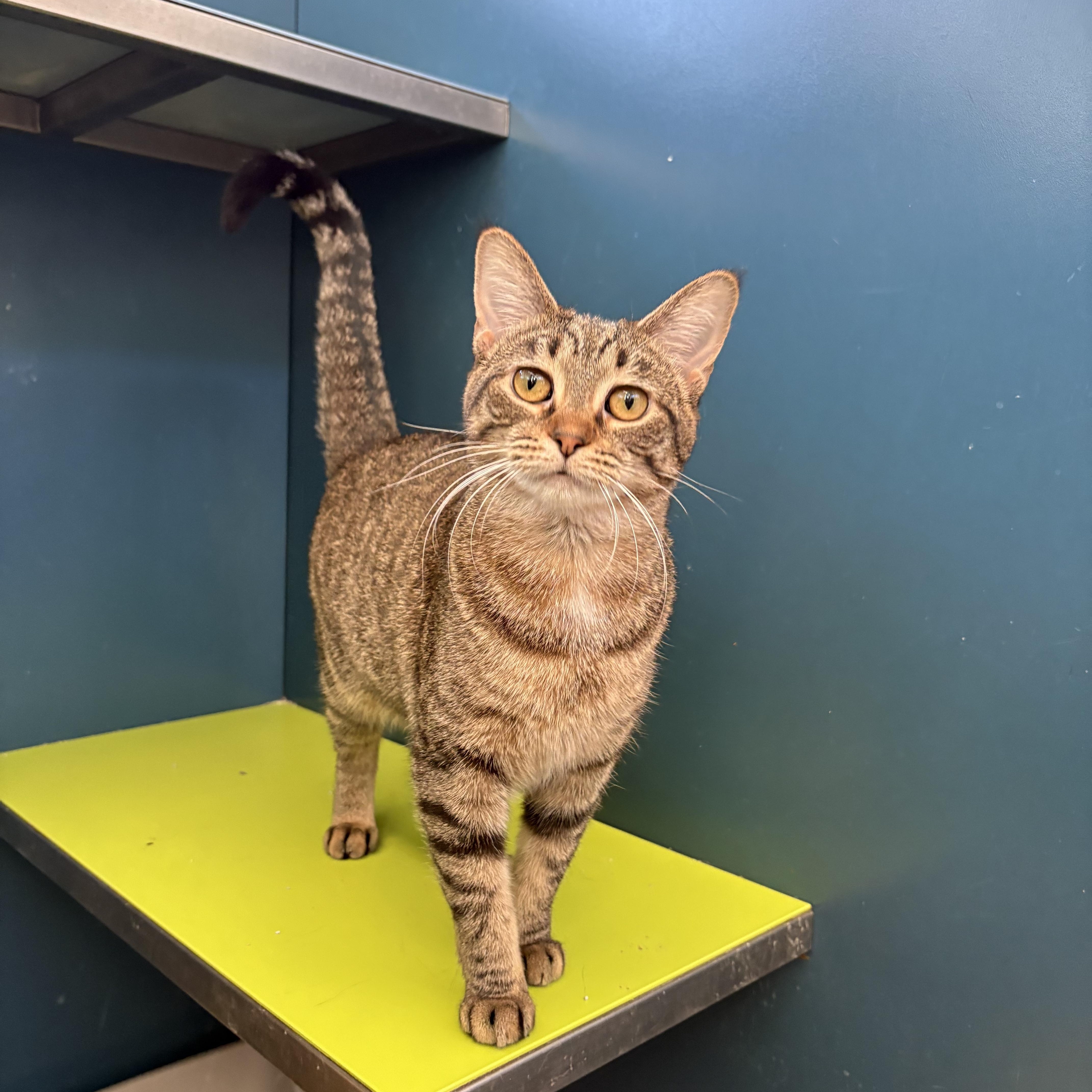 Caraway, Adoptable, Young Female Domestic Short Hair.