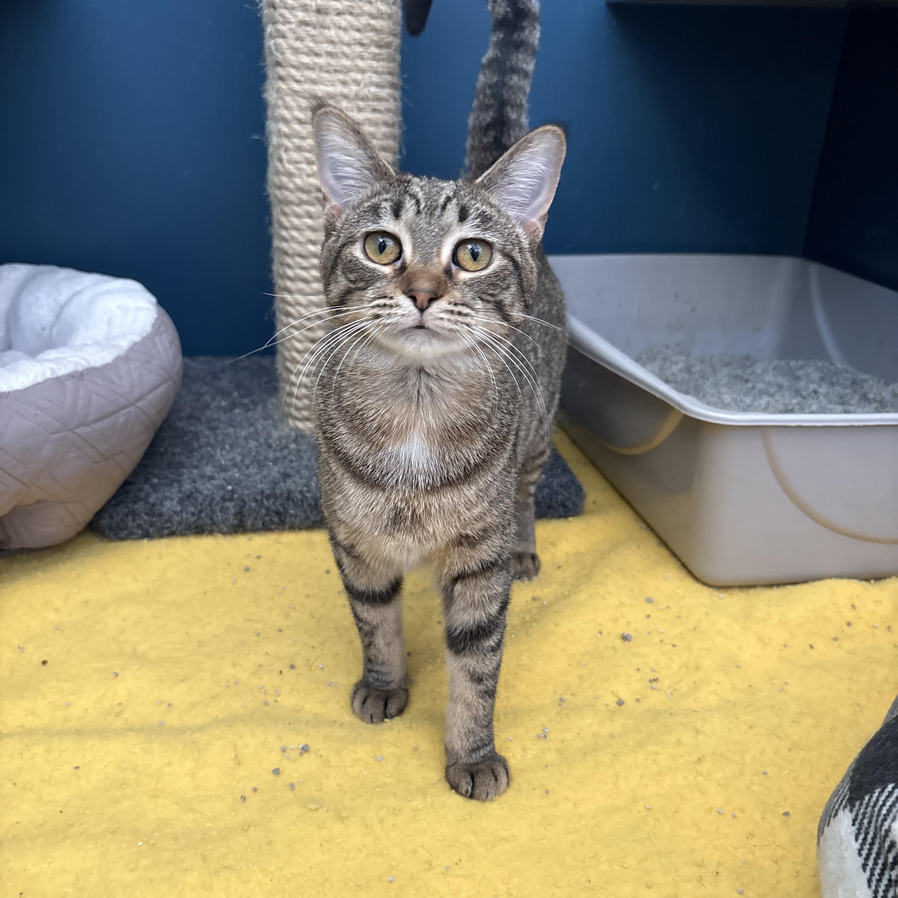 Caraway, a Adoptable Domestic Short Hair in Waterloo, IA image 2/3