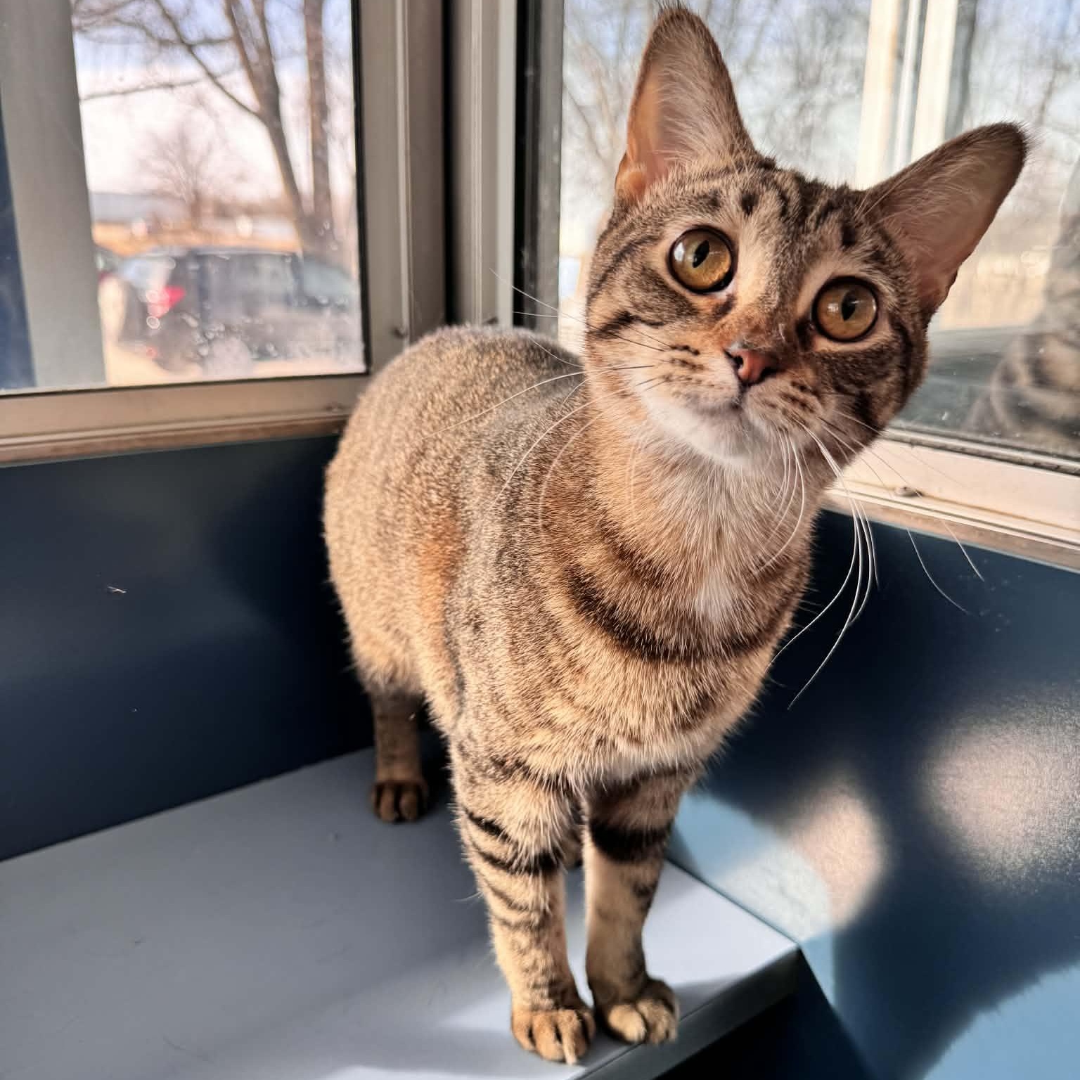 Enlarge Caraway, a Adoptable Domestic Short Hair in Waterloo, IA image 2/6