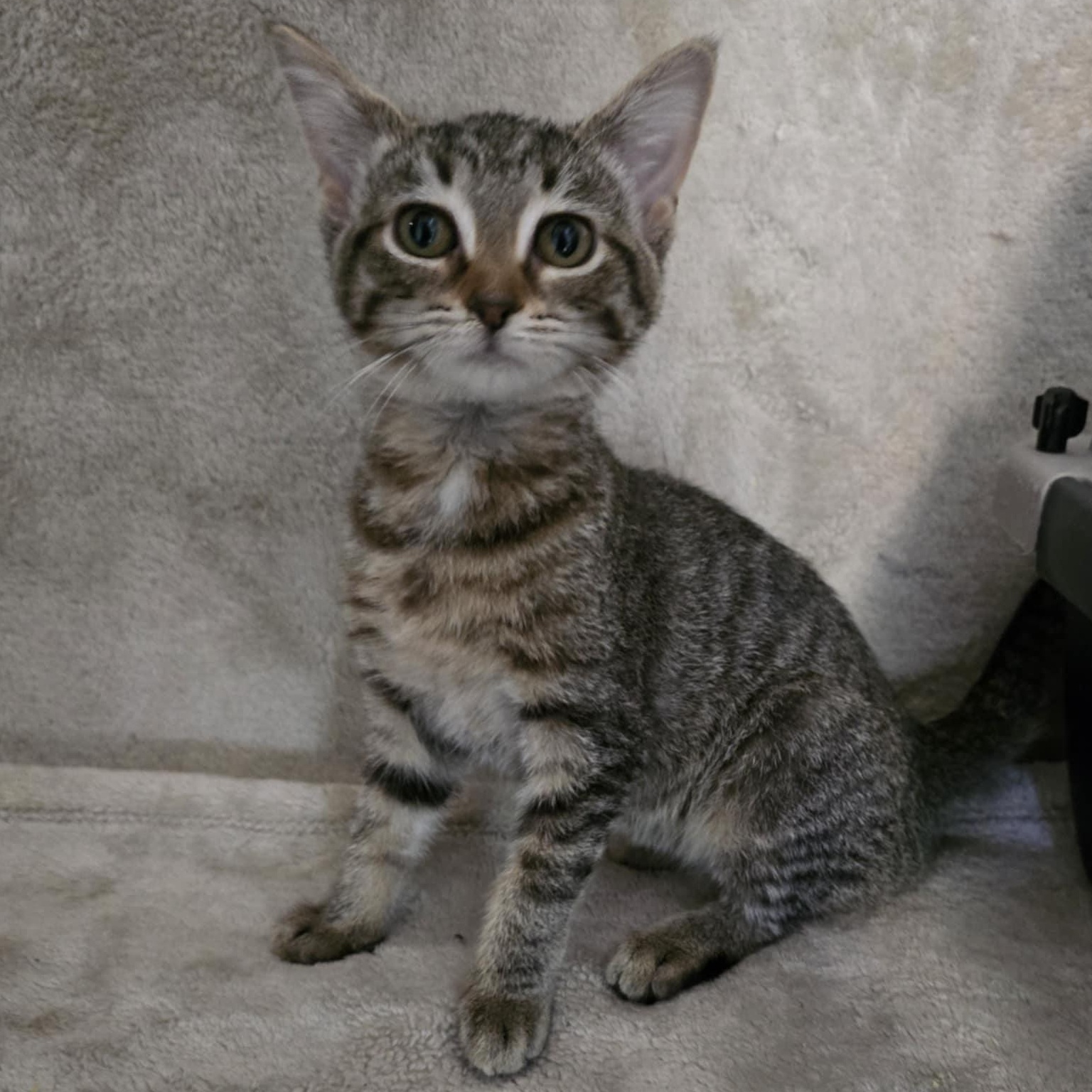 Enlarge Caraway, a Adoptable Domestic Short Hair in Waterloo, IA image 1/2