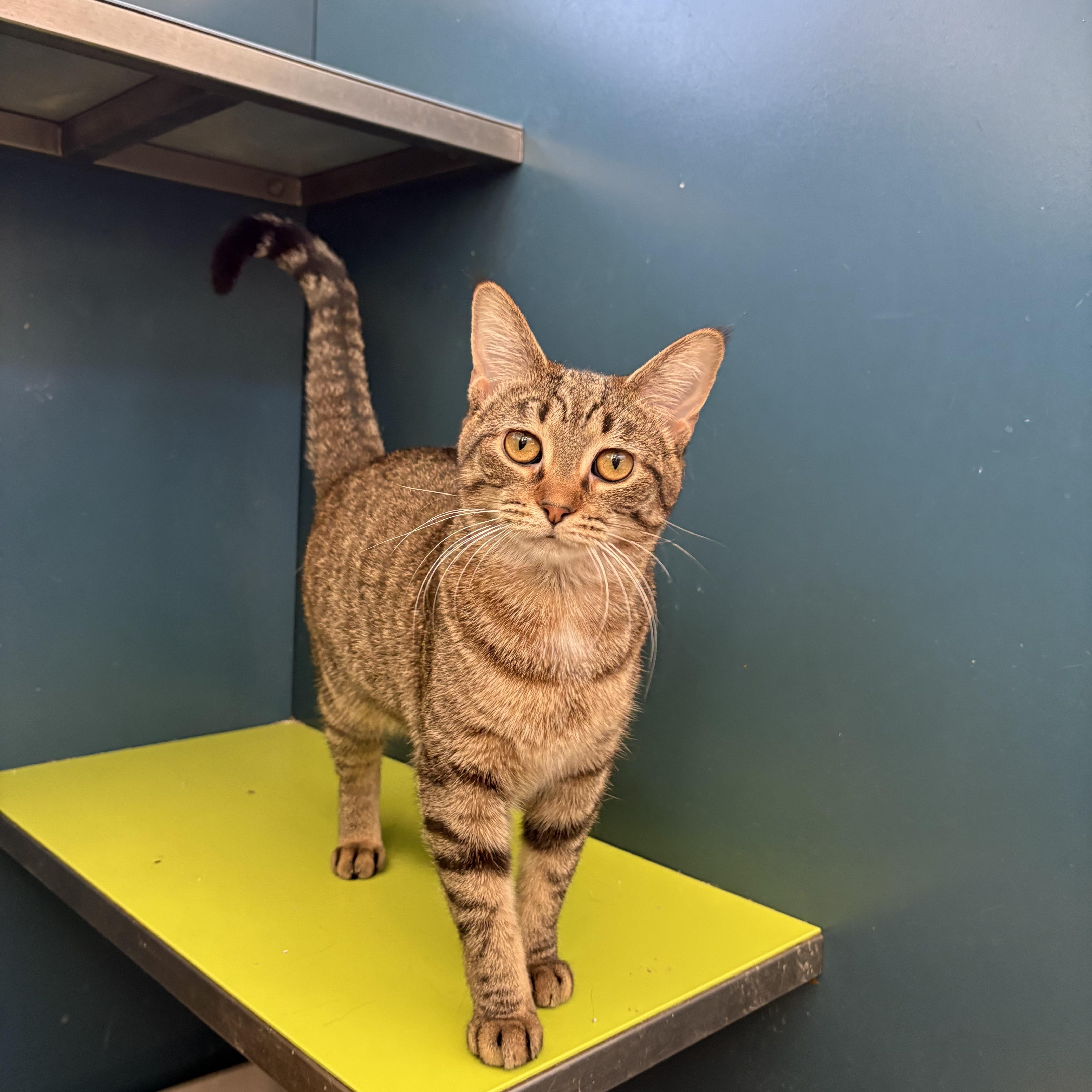 Caraway, a Adoptable Domestic Short Hair in Waterloo, IA image 3/3