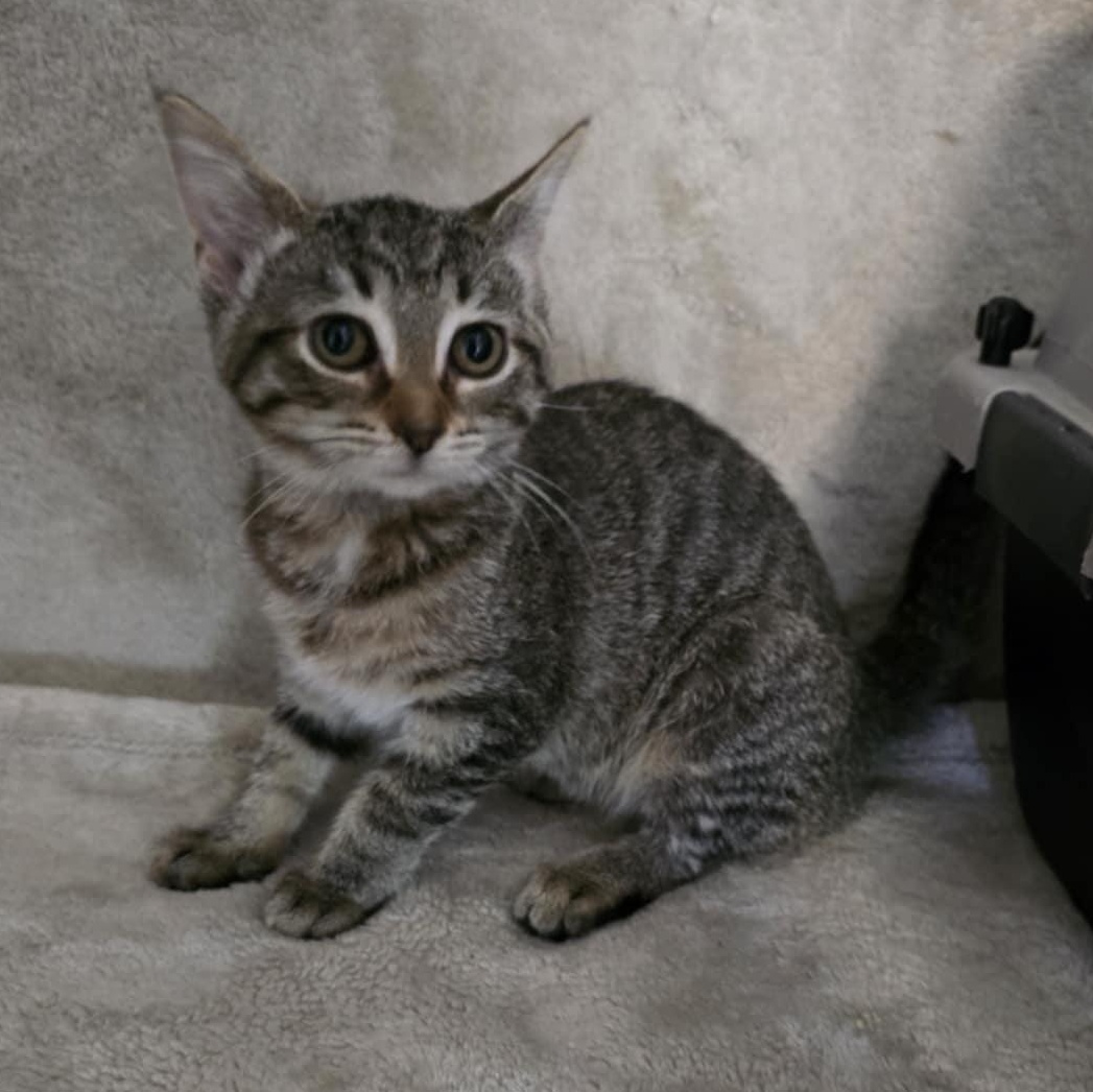 Enlarge Caraway, a Adoptable Domestic Short Hair in Waterloo, IA image 2/2