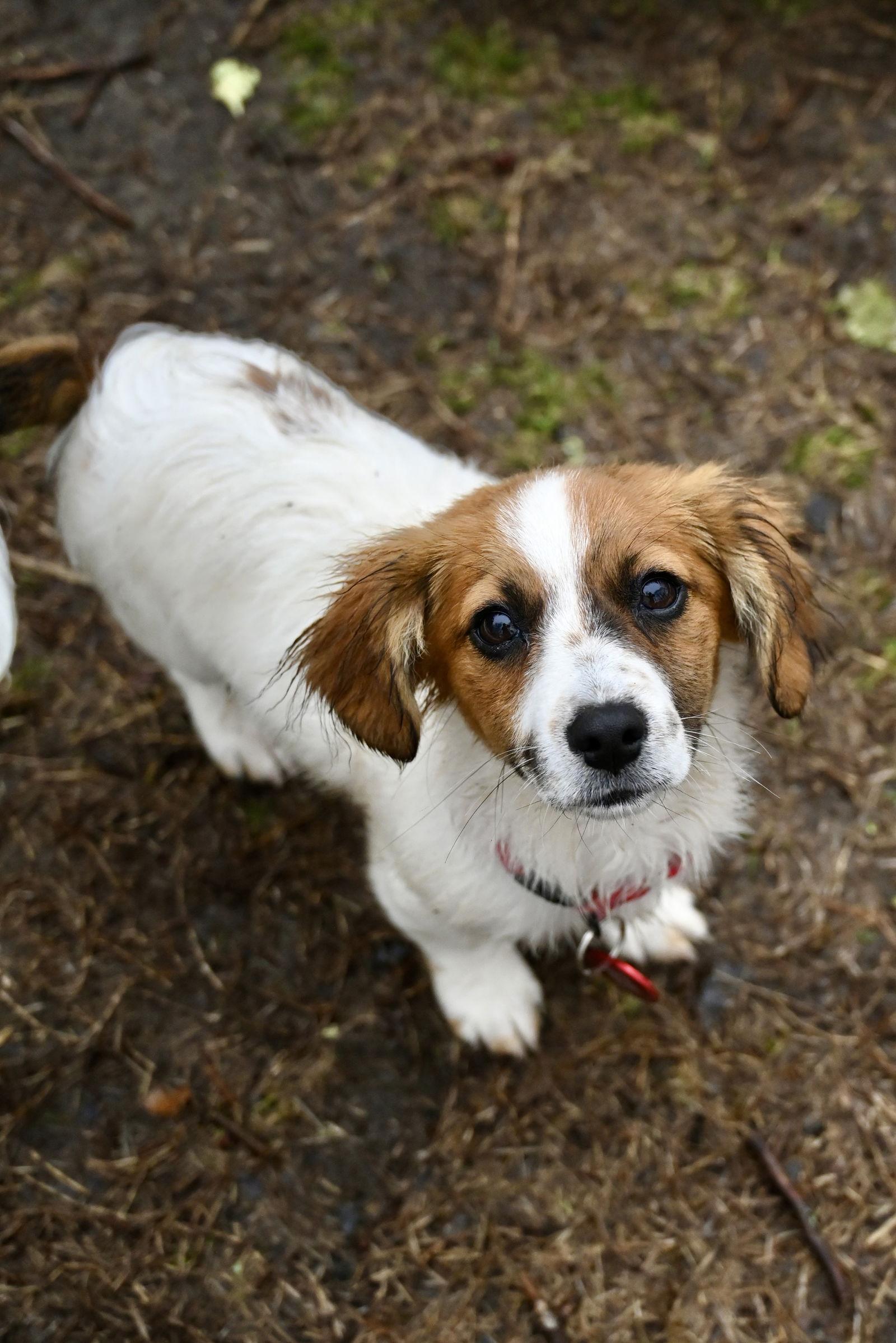 Sparty Football *LOCAL*
