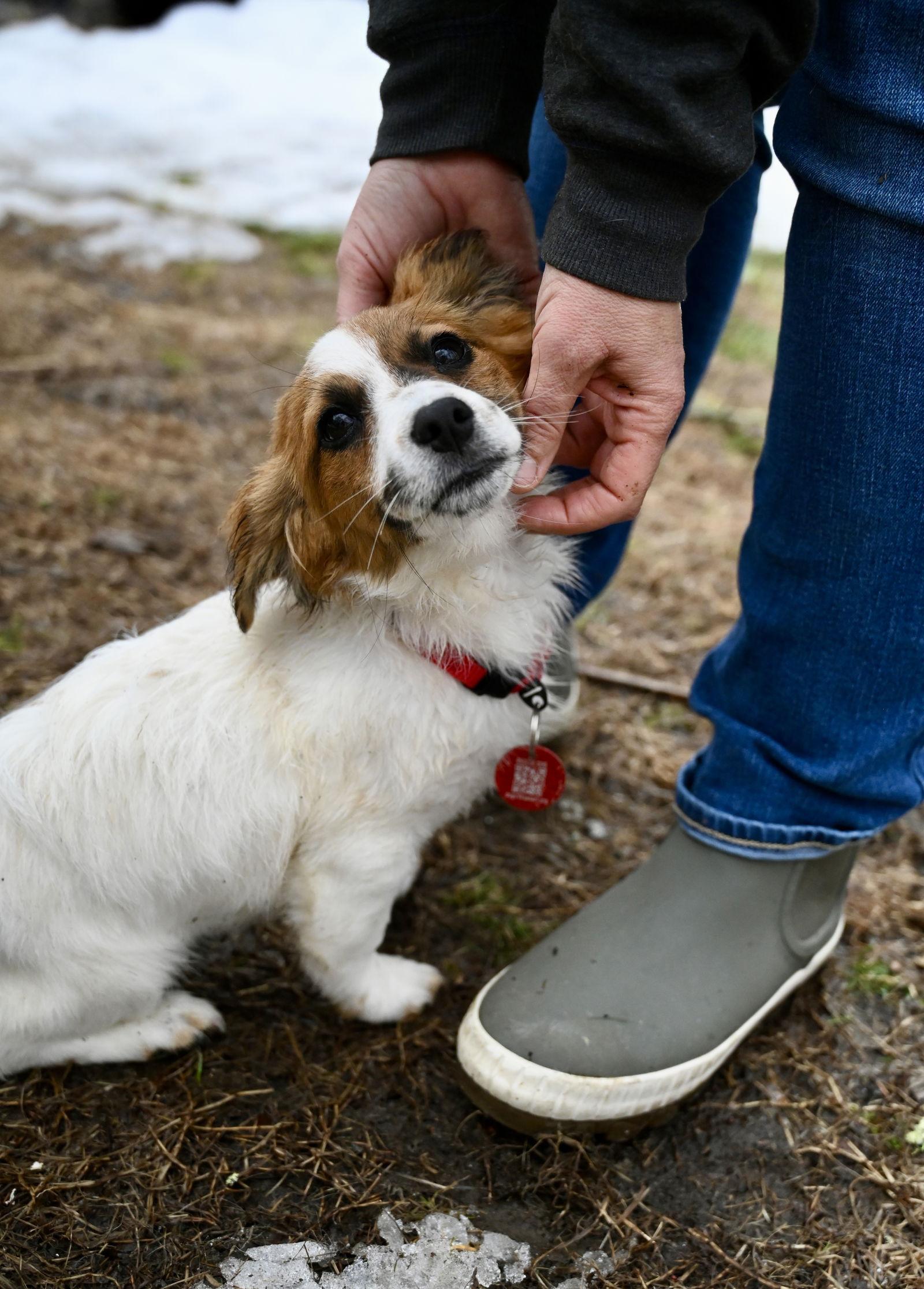 Sparty Football *LOCAL* — thumbnail 3