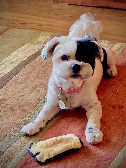 Patches, a ADOPTABLE mixed breed in Pittsburg, CA image 2/4