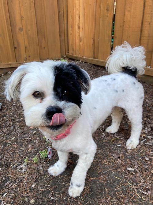 Patches, a ADOPTABLE mixed breed in Pittsburg, CA image 3/4