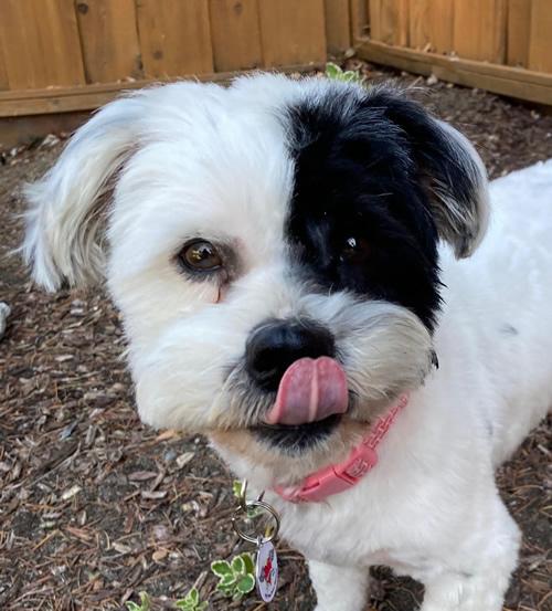 Patches, ADOPTABLE, Young Male Shih Tzu & Maltese.