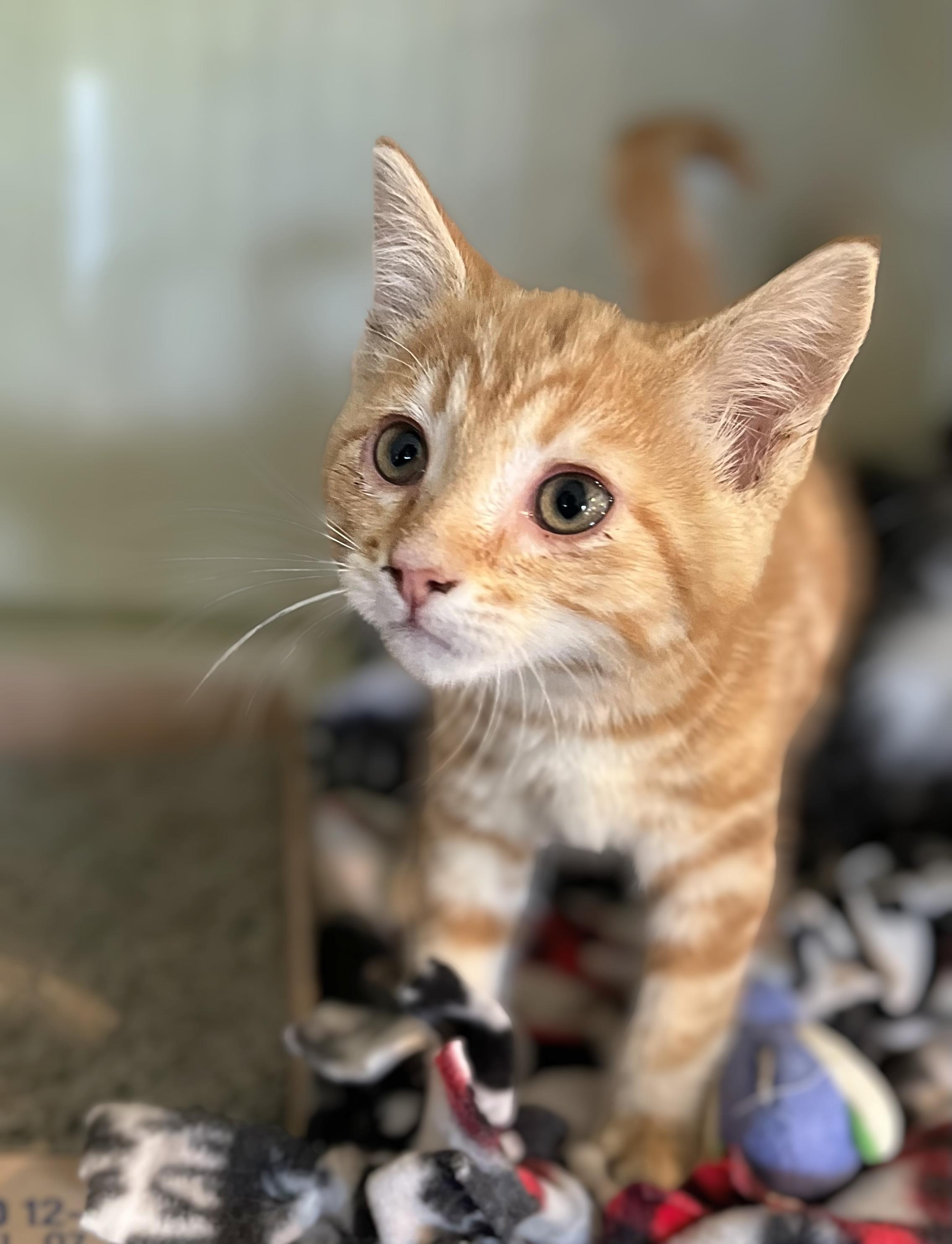 Kayleigh, adopted, Kitten Female Domestic Short Hair.