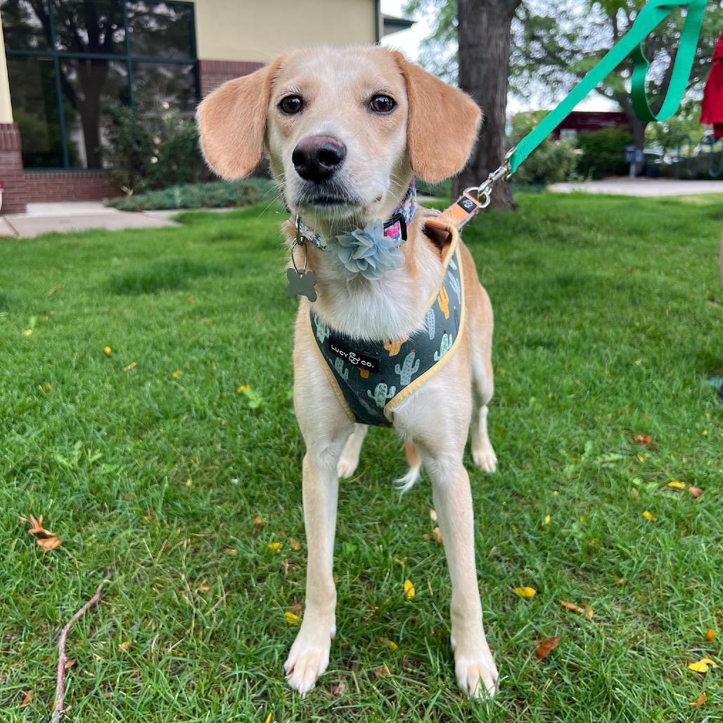 Enlarge Dandelion, a Adoptable mixed breed in Fort Collins, CO image 2/6