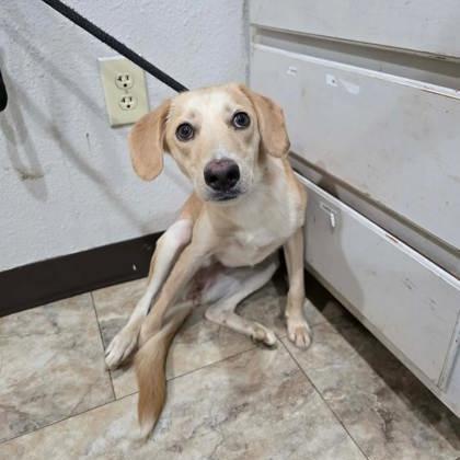 Enlarge Dandelion, a Adoptable mixed breed in Fort Collins, CO image 3/6