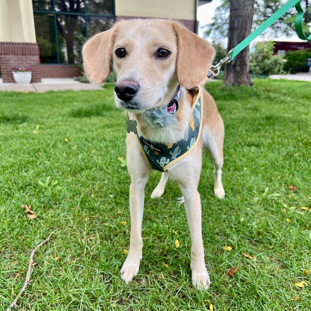 Enlarge Dandelion, a Adoptable mixed breed in Fort Collins, CO image 5/6
