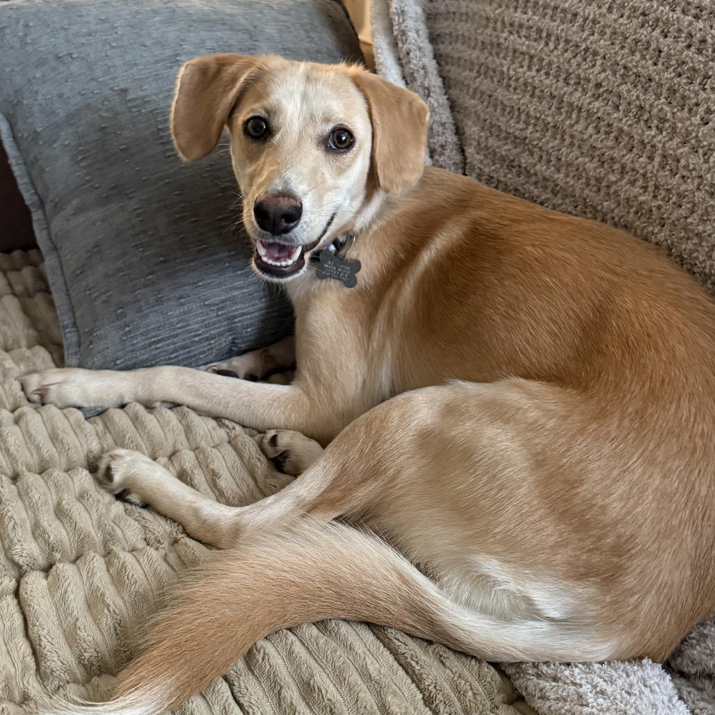Enlarge Dandelion, a Adoptable mixed breed in Fort Collins, CO image 6/6