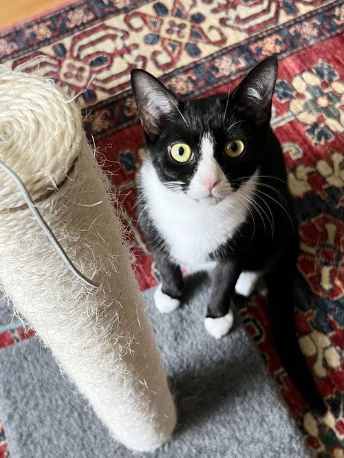 Liza w/Lily (FCID#10/28/2024-90)KC, Adult Female Tuxedo