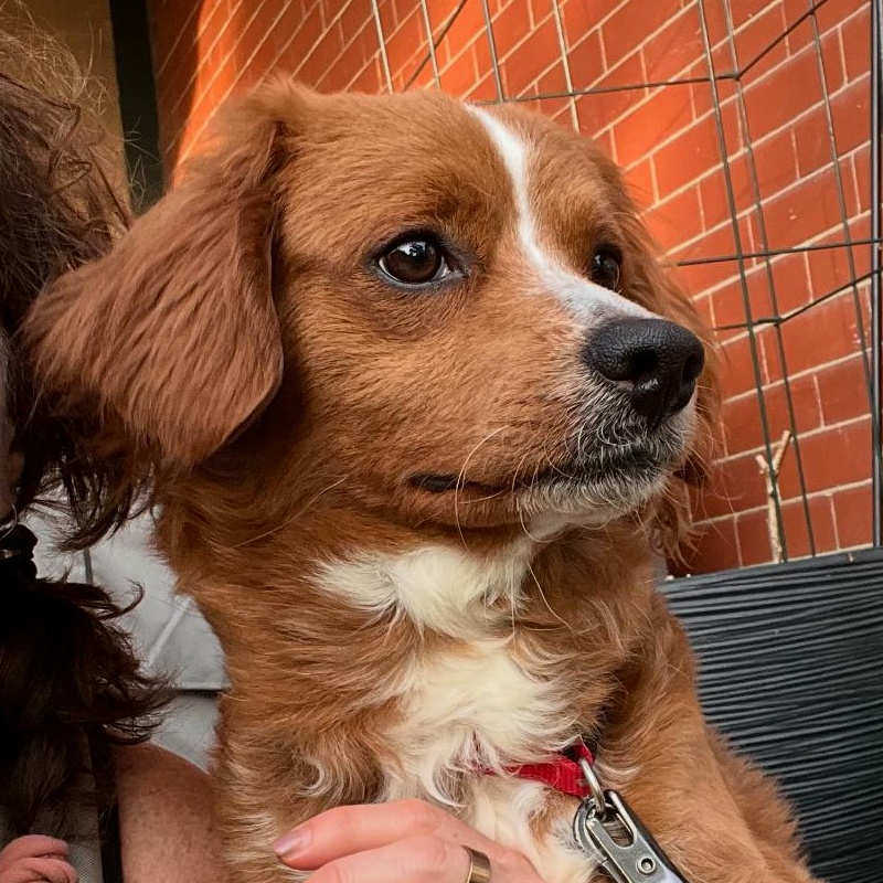 Enlarge Rudy, an adopted mixed breed in West Grove, PA image 1/3