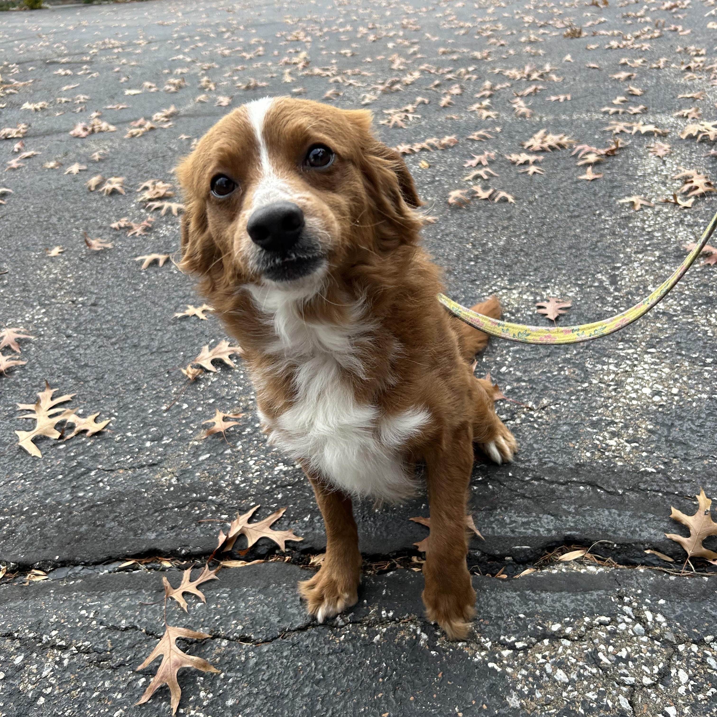 Enlarge Rudy, an adopted mixed breed in West Grove, PA image 2/3