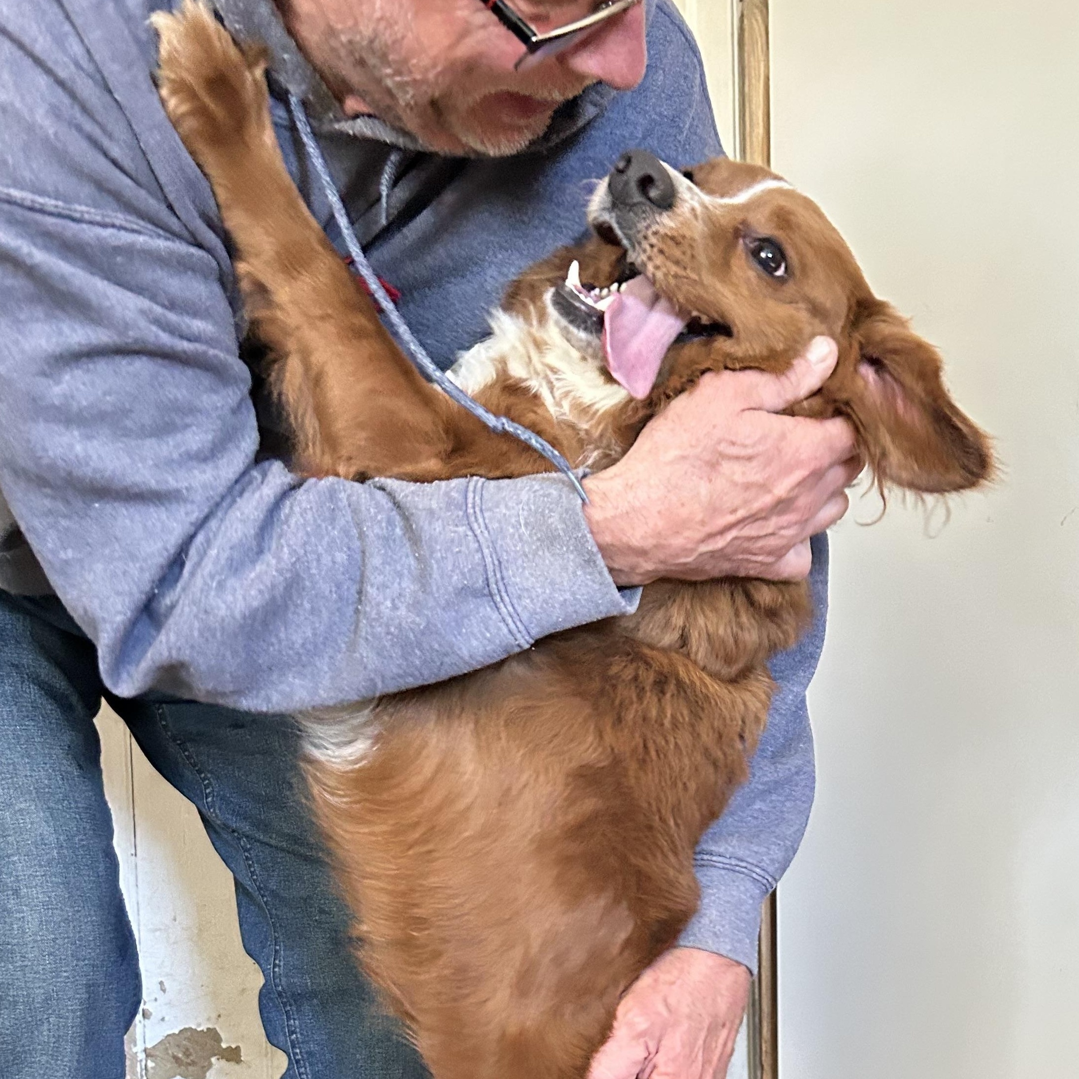 Rudy, adopted, Adult Male Nova Scotia Duck Tolling Retriever.