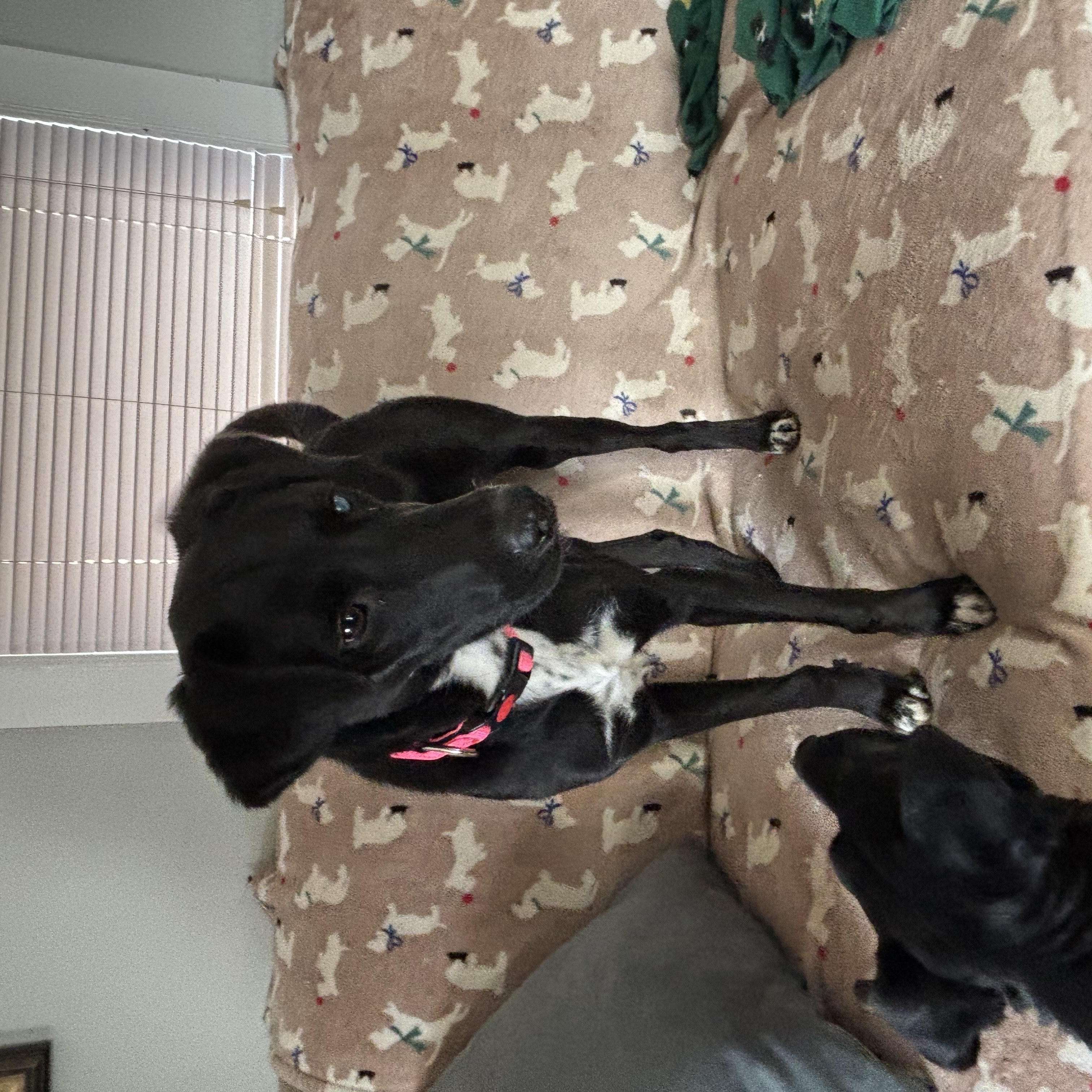 RONDA, a Adoptable mixed breed in Flemington, NJ image 3/5