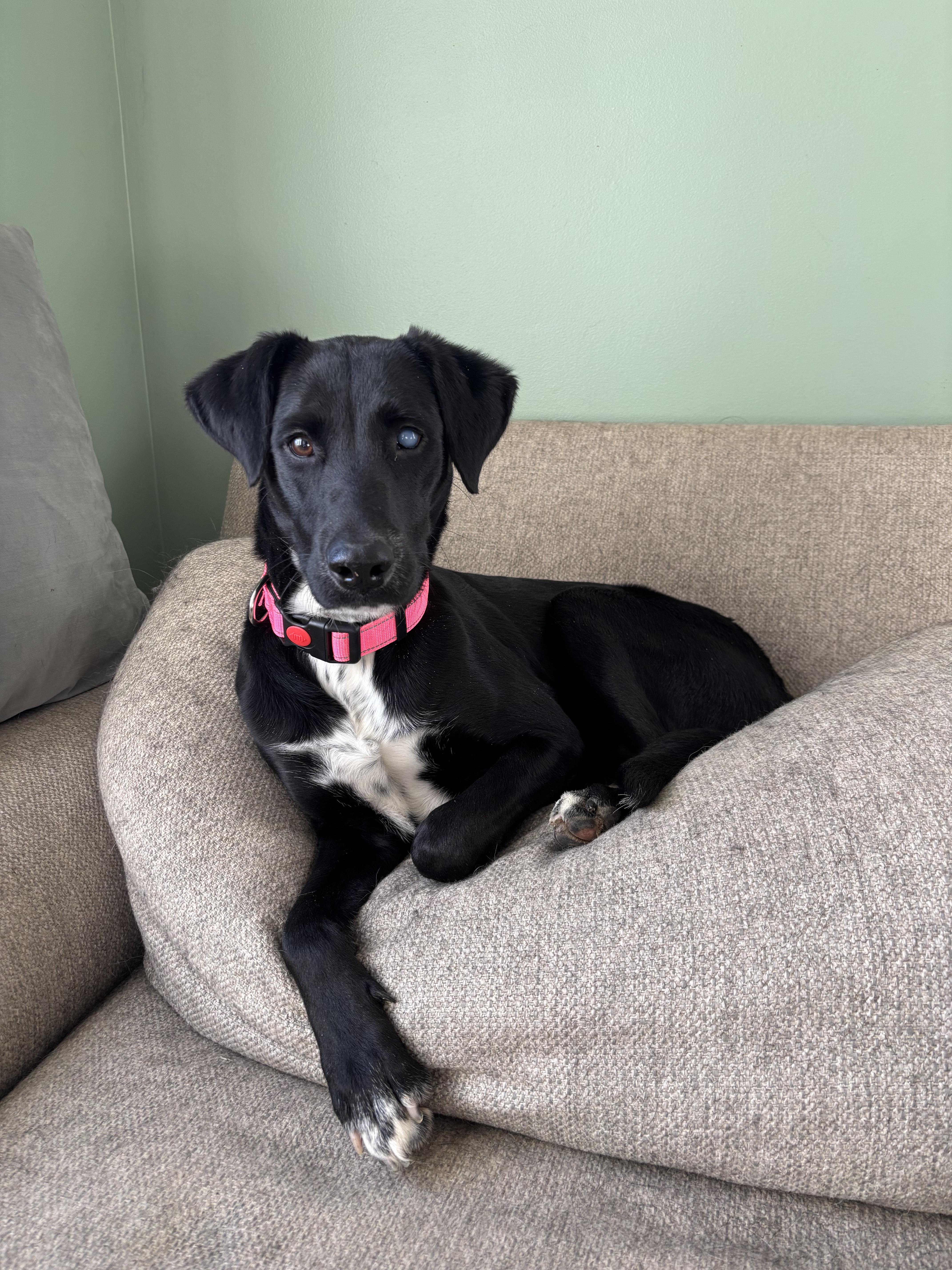 RONDA, a Adoptable mixed breed in Flemington, NJ image 4/5