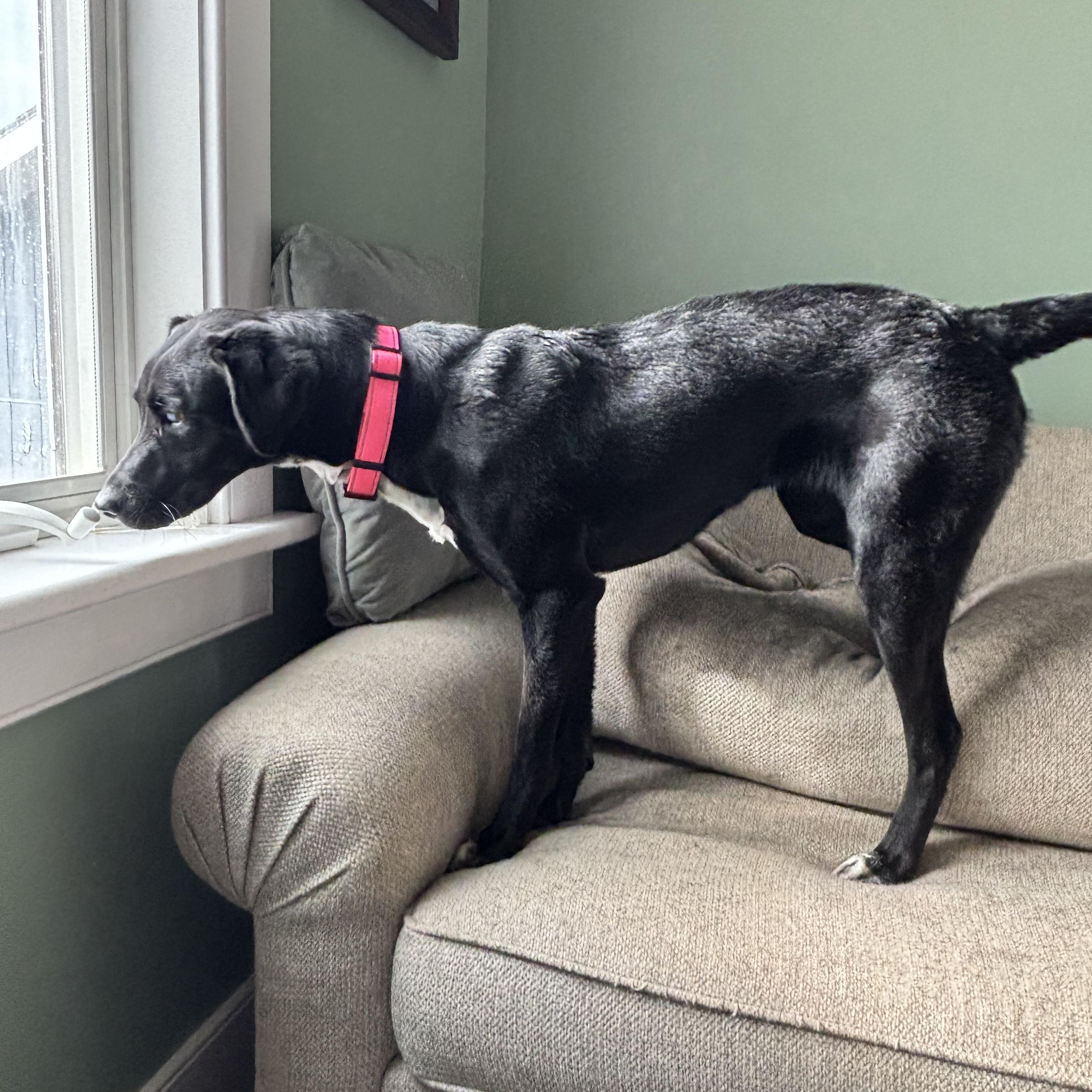 RONDA, a Adoptable mixed breed in Flemington, NJ image 5/5