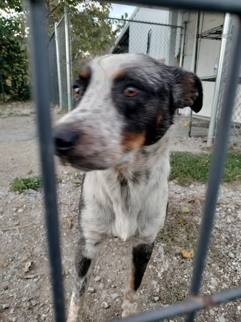 Rocky, adopted, Adult Male Australian Cattle Dog / Blue Heeler.