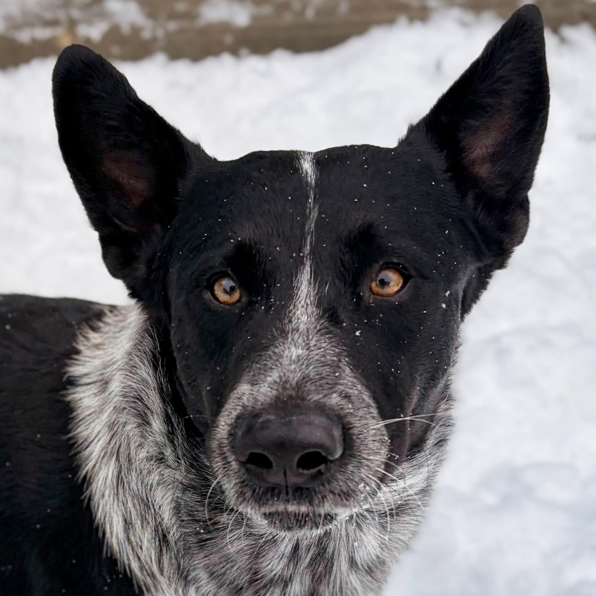 Enlarge Langley - Name Your Own Adoption Fee!, a ADOPTABLE mixed breed in Jefferson, WI image 1/1