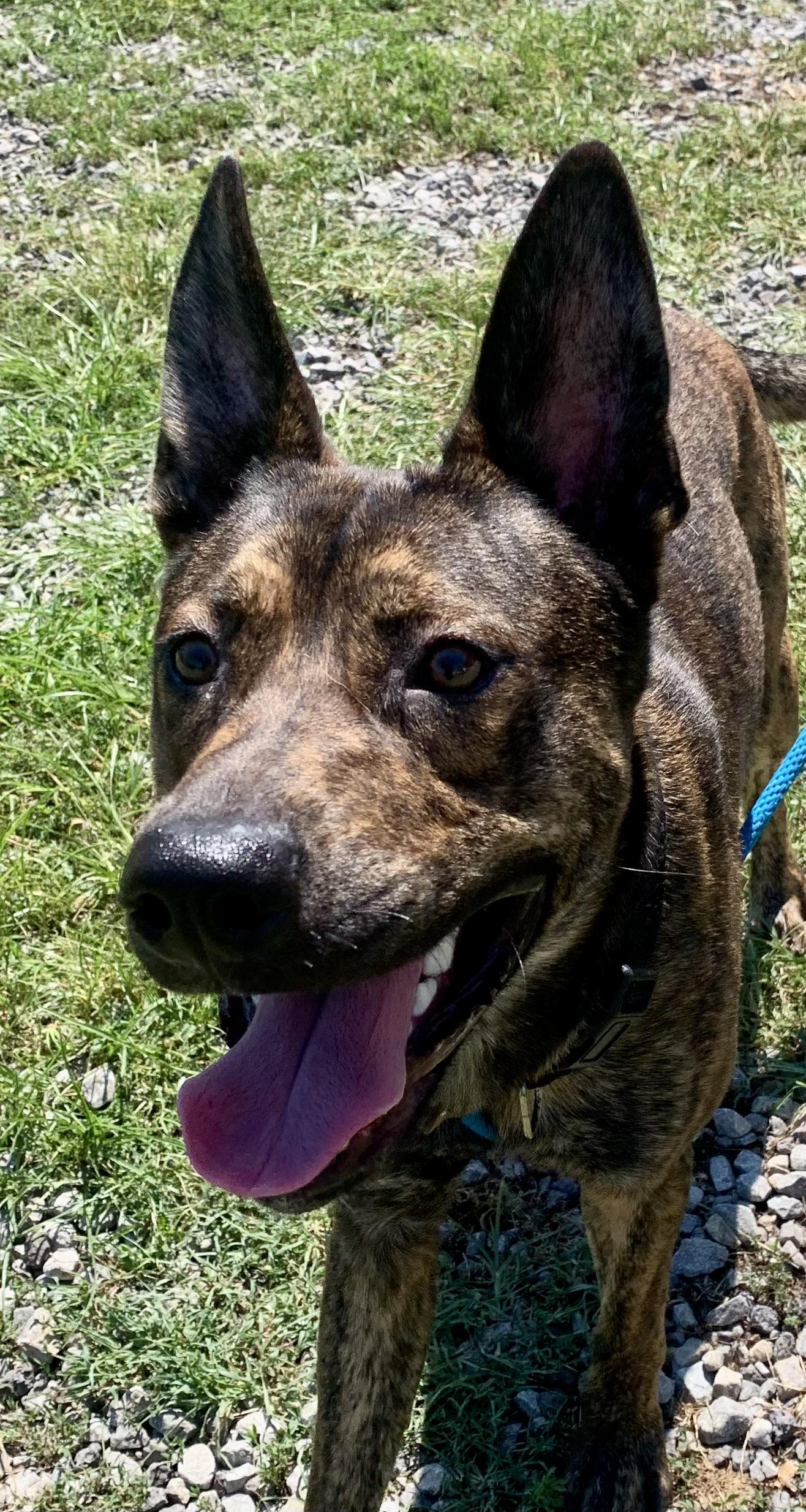 Atlas, adoptable, Adult Male Shepherd.