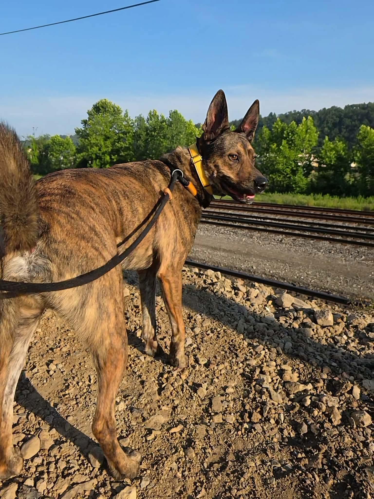 Atlas, an adoptable Shepherd in McKeesport, PA image 6/6