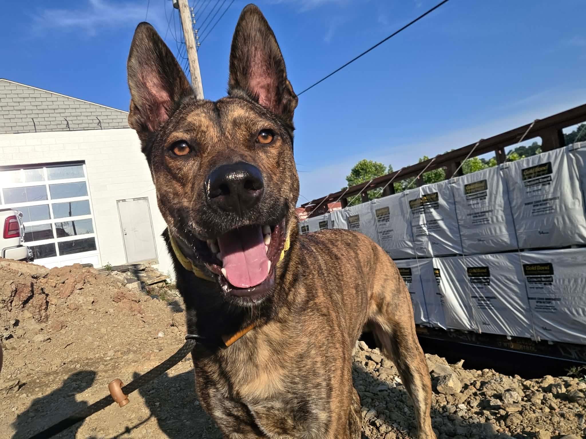 Atlas, an adoptable Shepherd in McKeesport, PA image 5/6