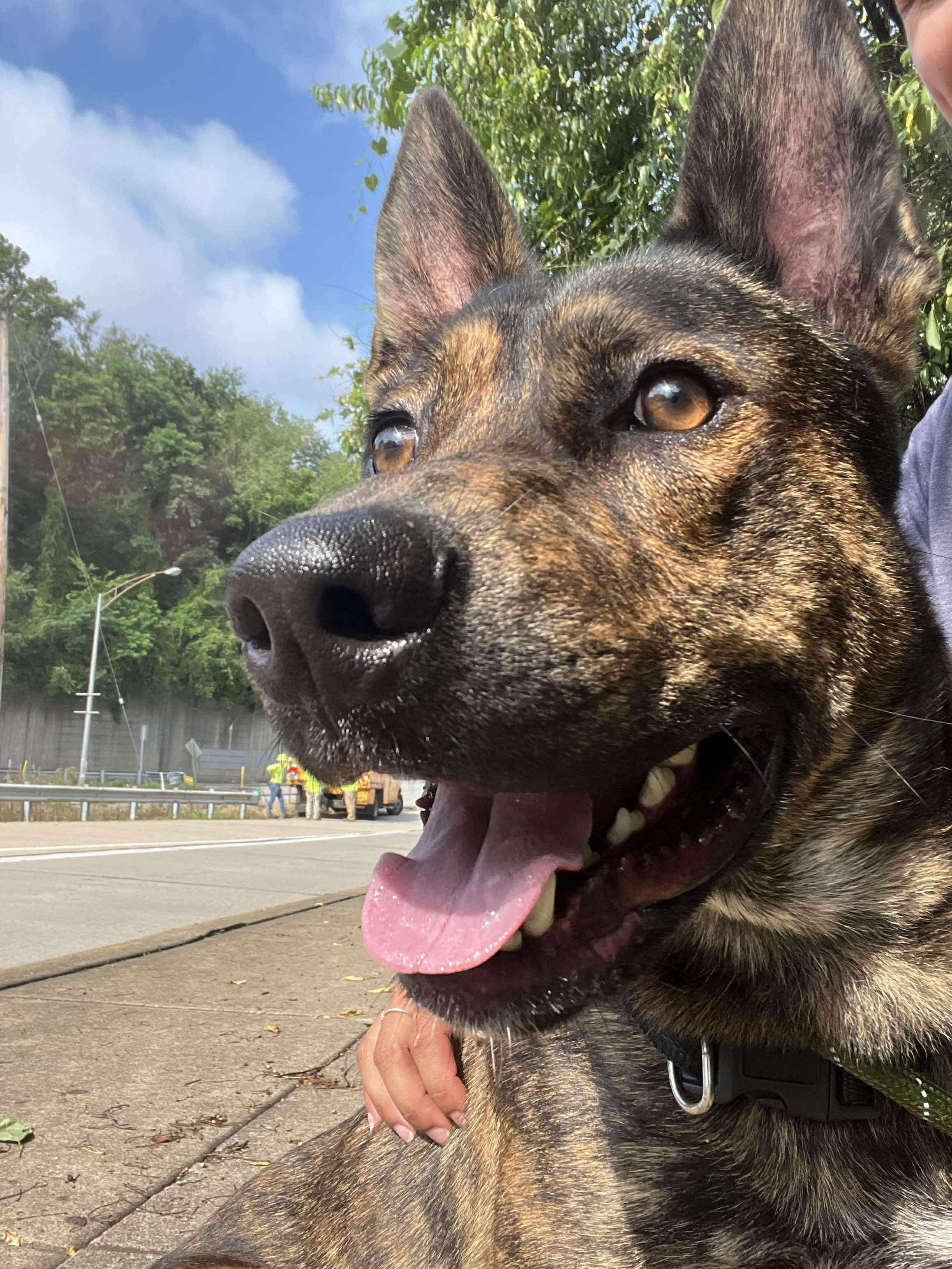 Atlas, an adoptable Shepherd in McKeesport, PA image 2/6