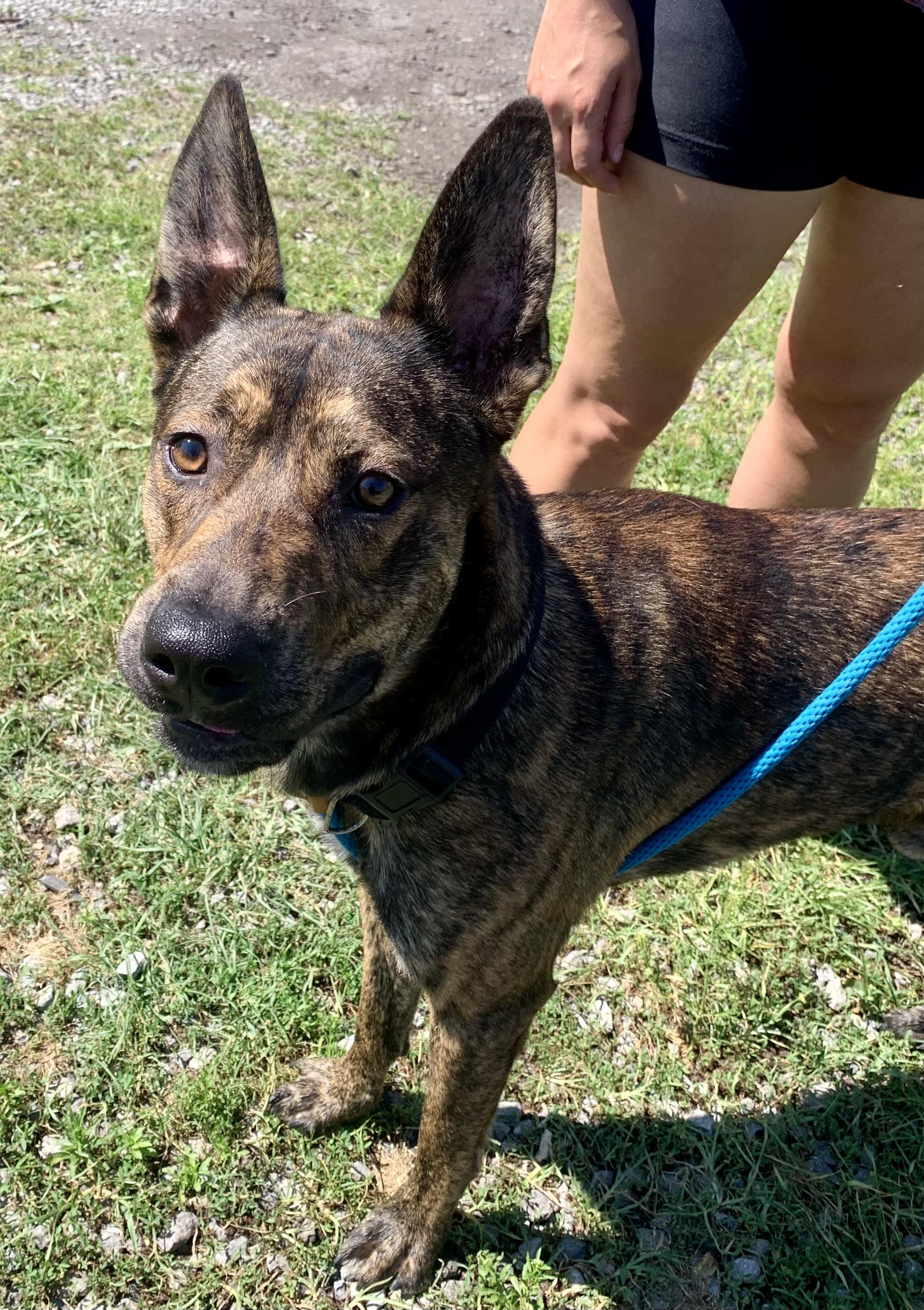 Atlas, an adoptable Shepherd in McKeesport, PA image 3/6