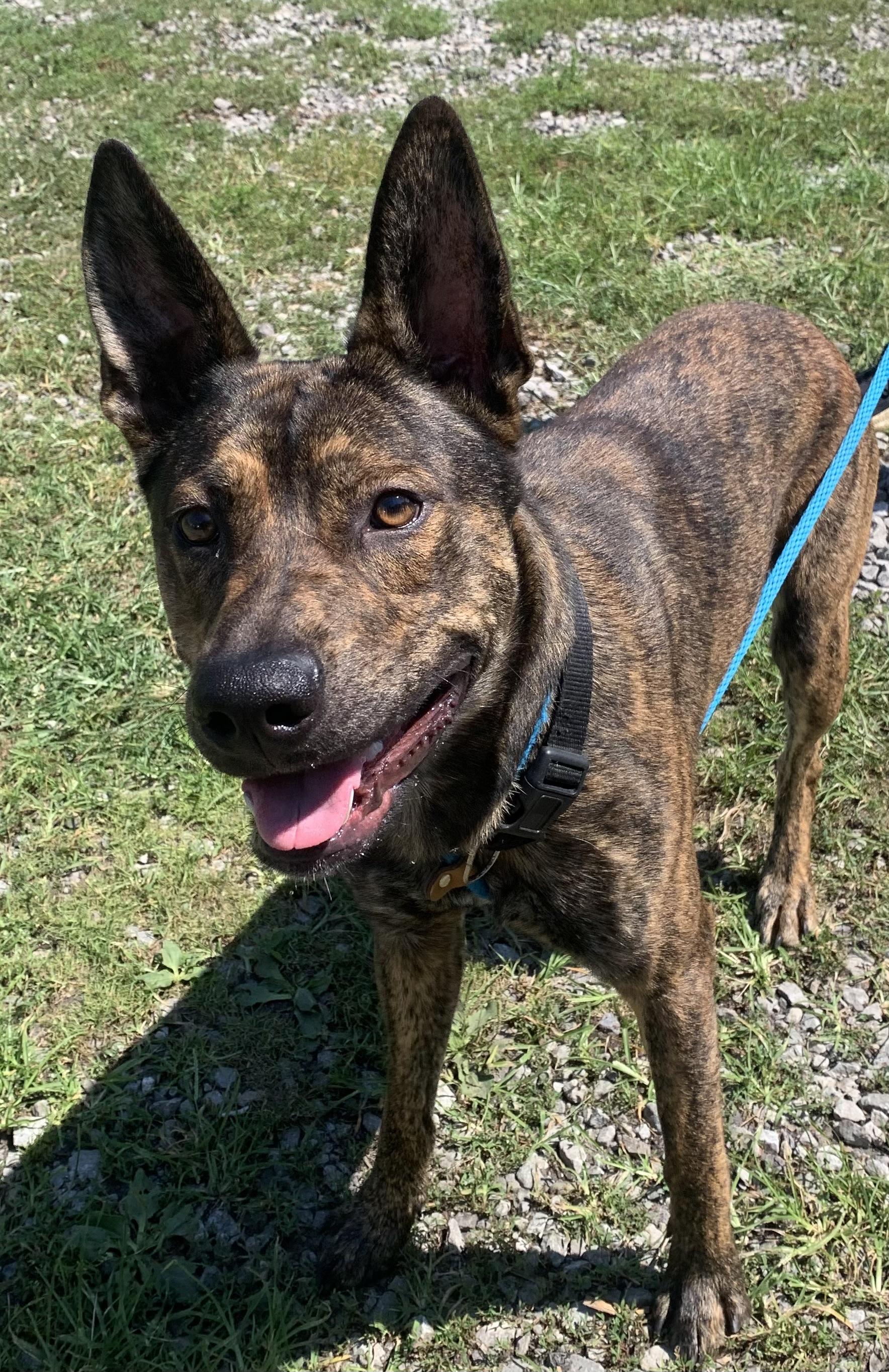 Atlas, an adoptable Shepherd in McKeesport, PA image 4/6