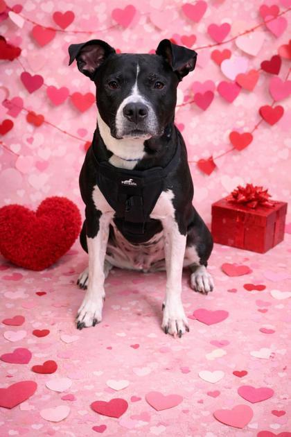 Enlarge Bob, a Adoptable mixed breed in Sanford, FL image 1/1