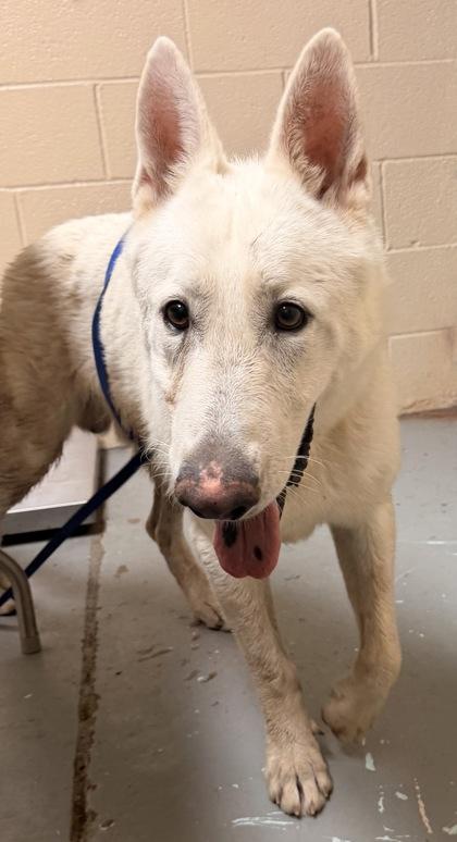 Enlarge John Snow, a Adoptable Siberian Husky in Harlingen, TX image 1/1
