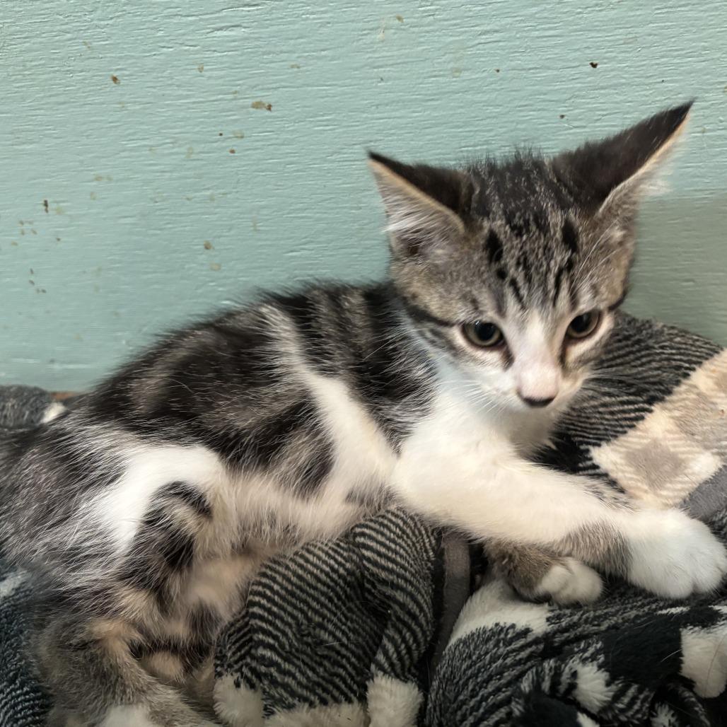 Nessy, a Adoptable Domestic Short Hair in Lucedale, MS image 1/6