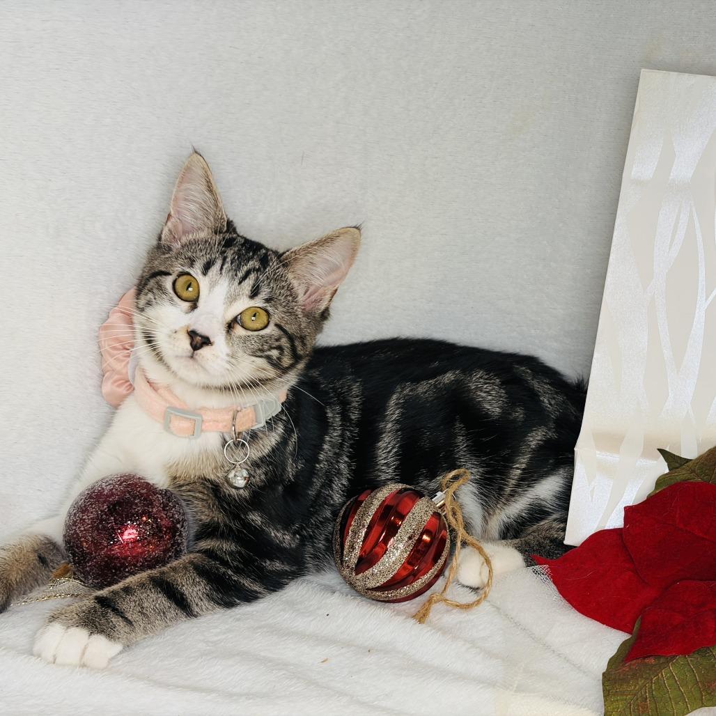 Nessy, a Adoptable Domestic Short Hair in Lucedale, MS image 4/6