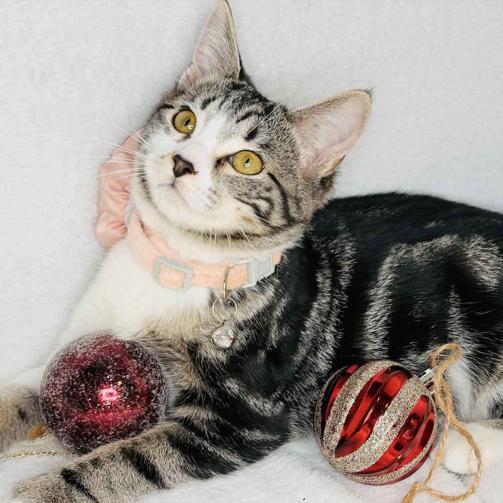 Nessy, a Adoptable Domestic Short Hair in Lucedale, MS image 6/6