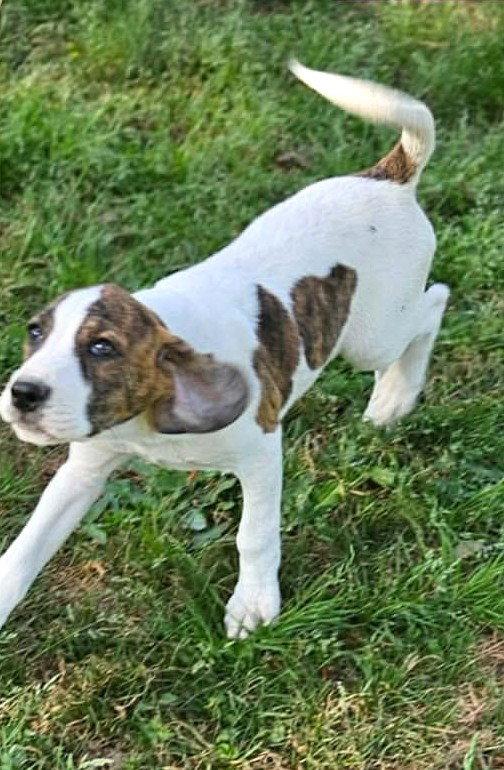 Olivia Austin Rose, Adoptable, Puppy Female Hound.