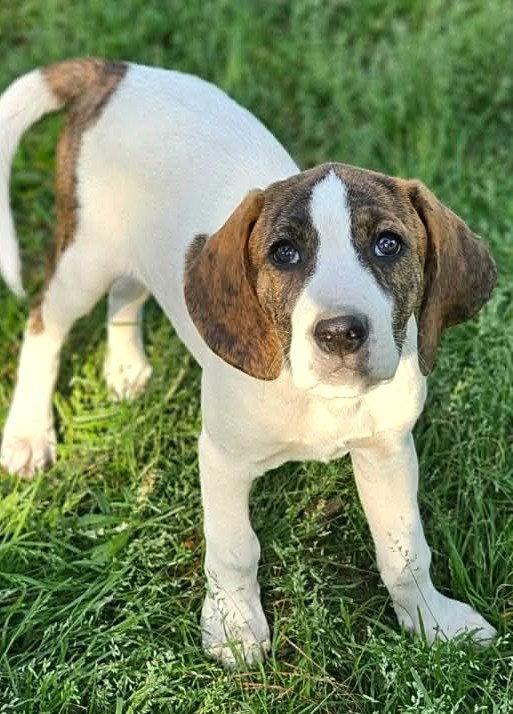 Enlarge Olivia Austin Rose, a Adoptable Hound in Wakefield, RI image 2/3