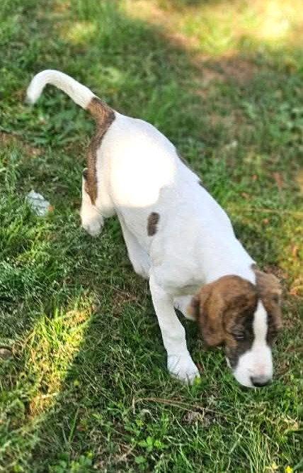 Enlarge Olivia Austin Rose, a Adoptable Hound in Wakefield, RI image 3/3